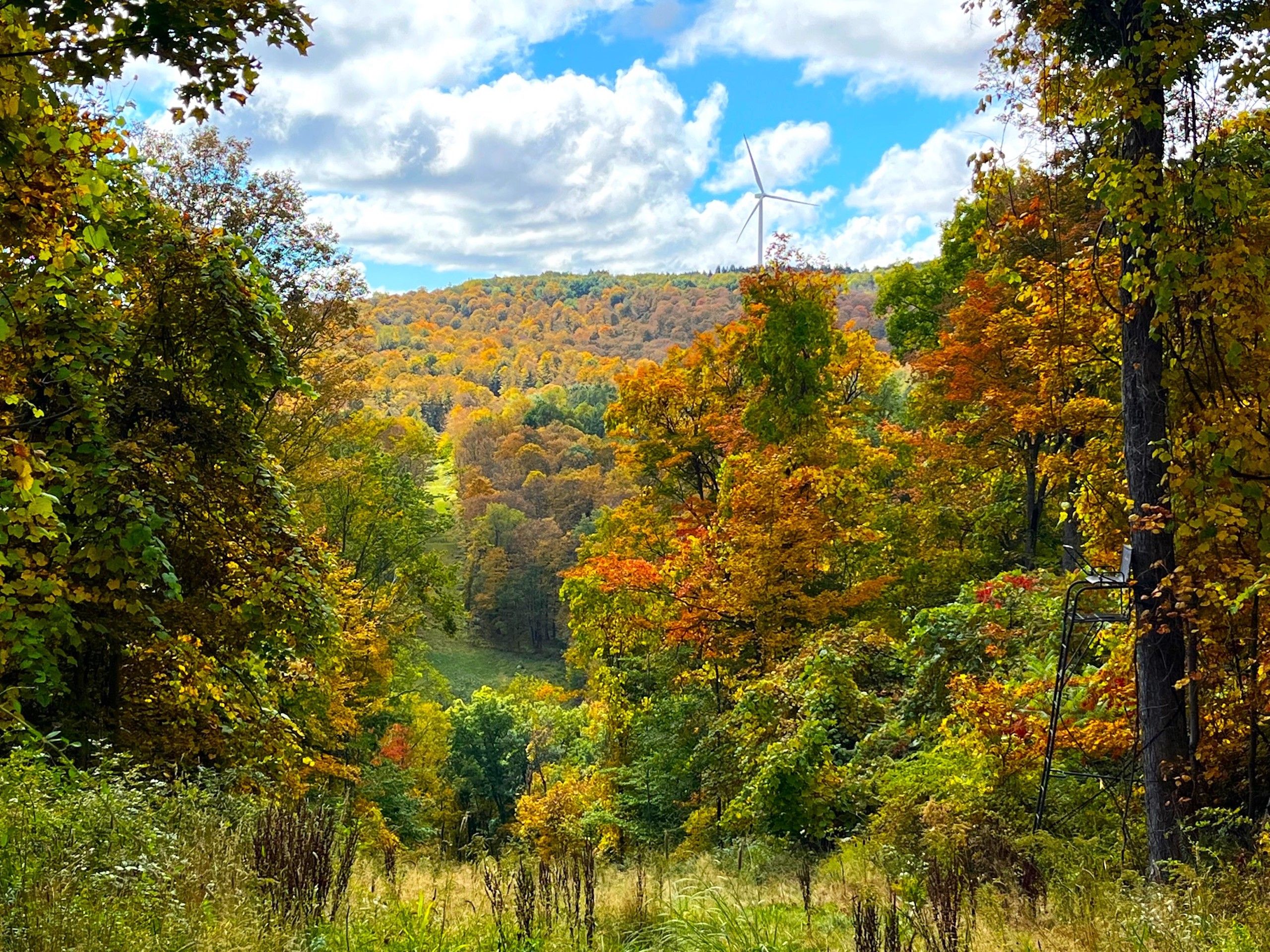 VL Farrington Hollow Road, LotWP001, Cherry Creek, NY 14723 MLS