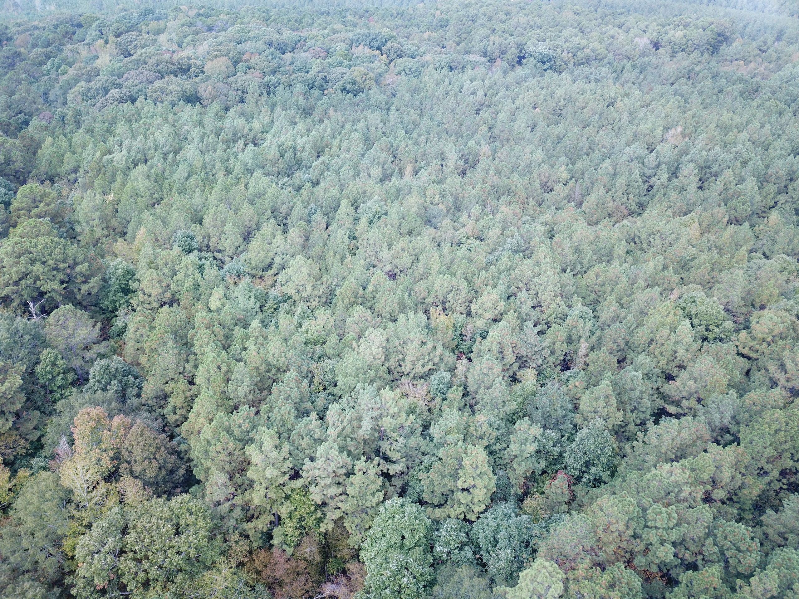 Eros, Jackson Parish, LA Recreational Property, Timberland Property