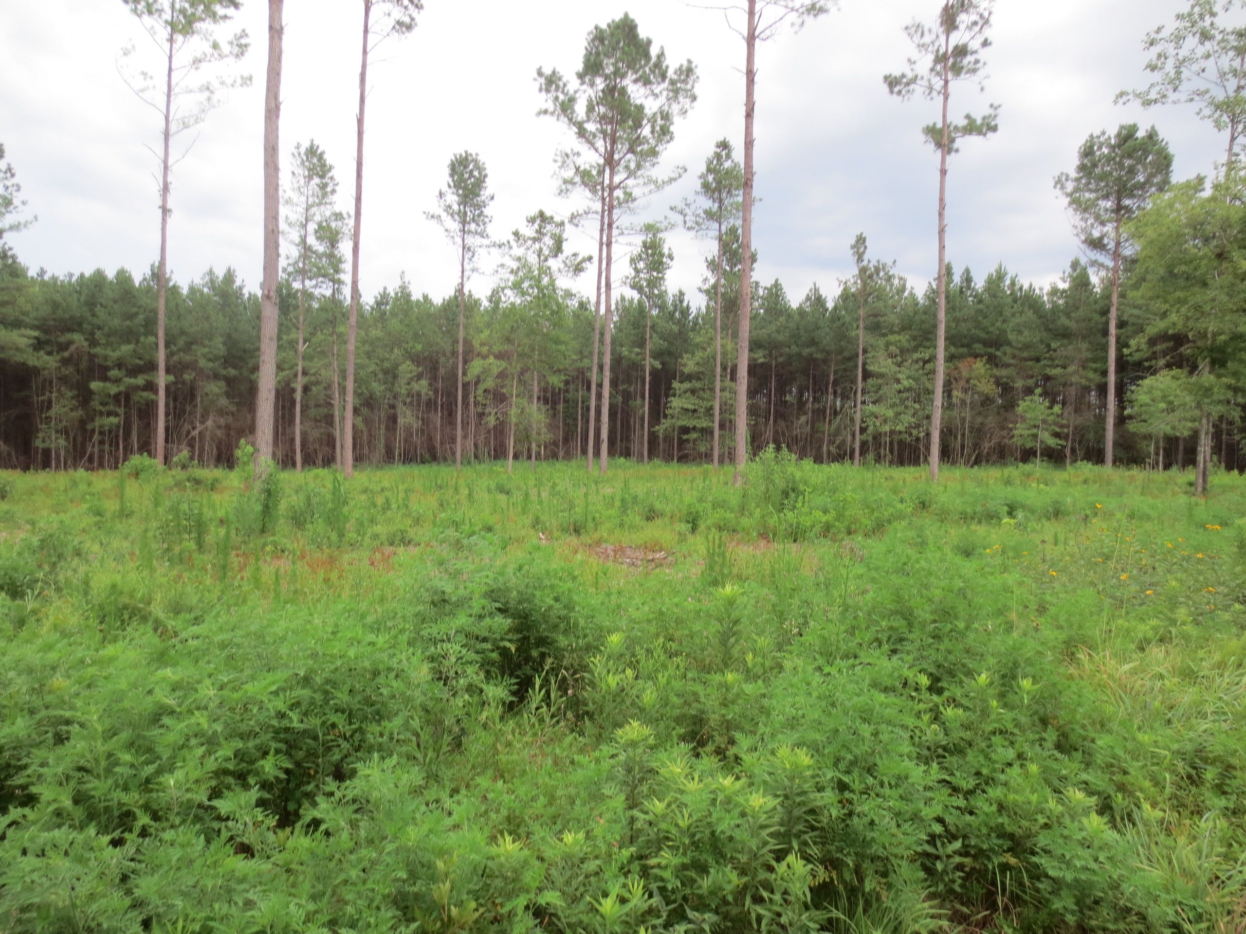 Sandy Hook, Walthall County, MS Homesites for sale Property ID