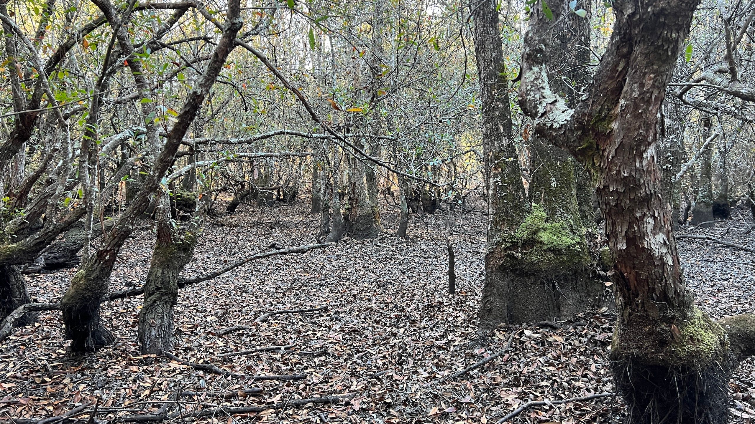 Benndale, County, MS Recreational Property, Timberland Property