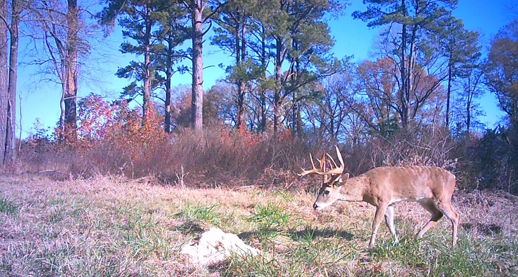 Maud, Bowie County, TX Farms and Ranches for sale Property ID 418022364 LandWatch