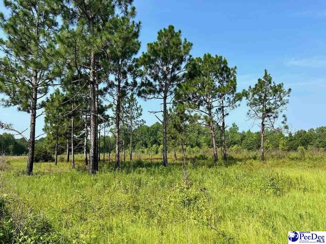 Nichols, Horry County, SC Undeveloped Land for sale Property ID