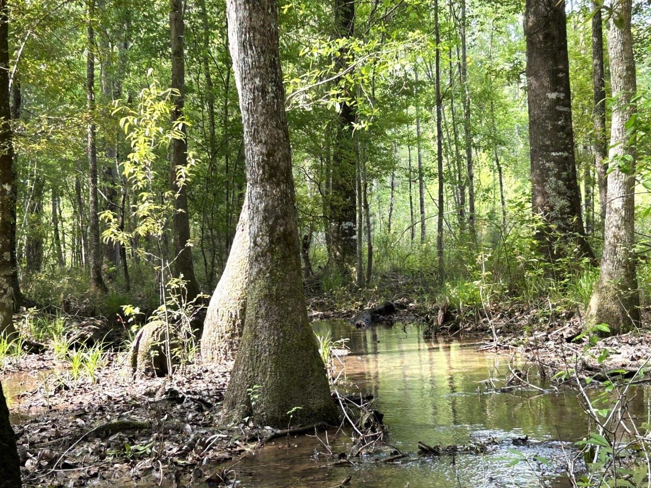 Wrightsville, Johnson County, GA Recreational Property, Timberland