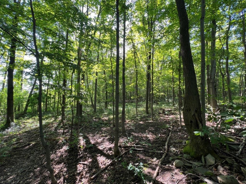 20 acres in Trumansburg, NY, 14886 LandWatch