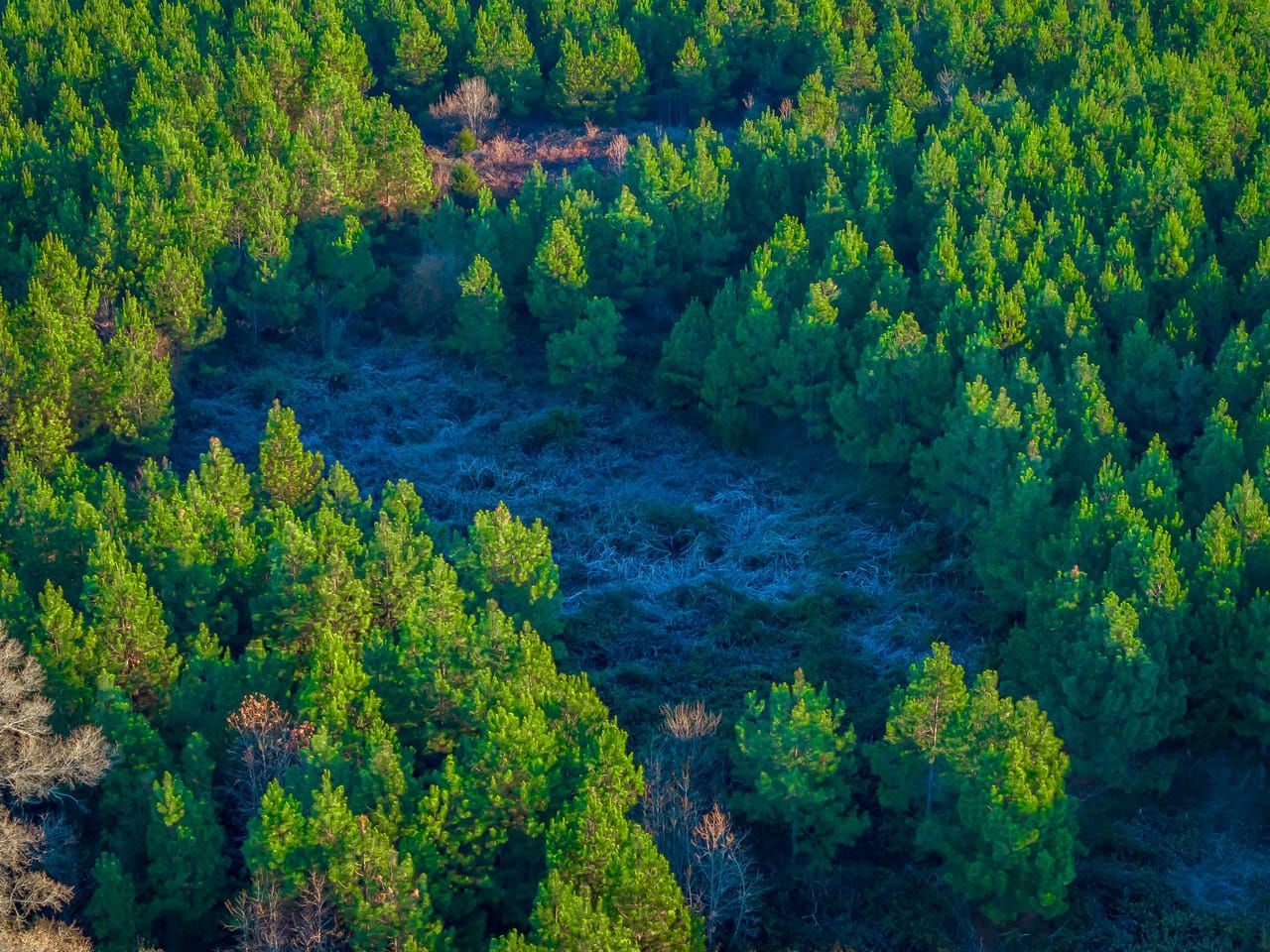 47.9 acres in Richburg, SC, 29729 LandWatch