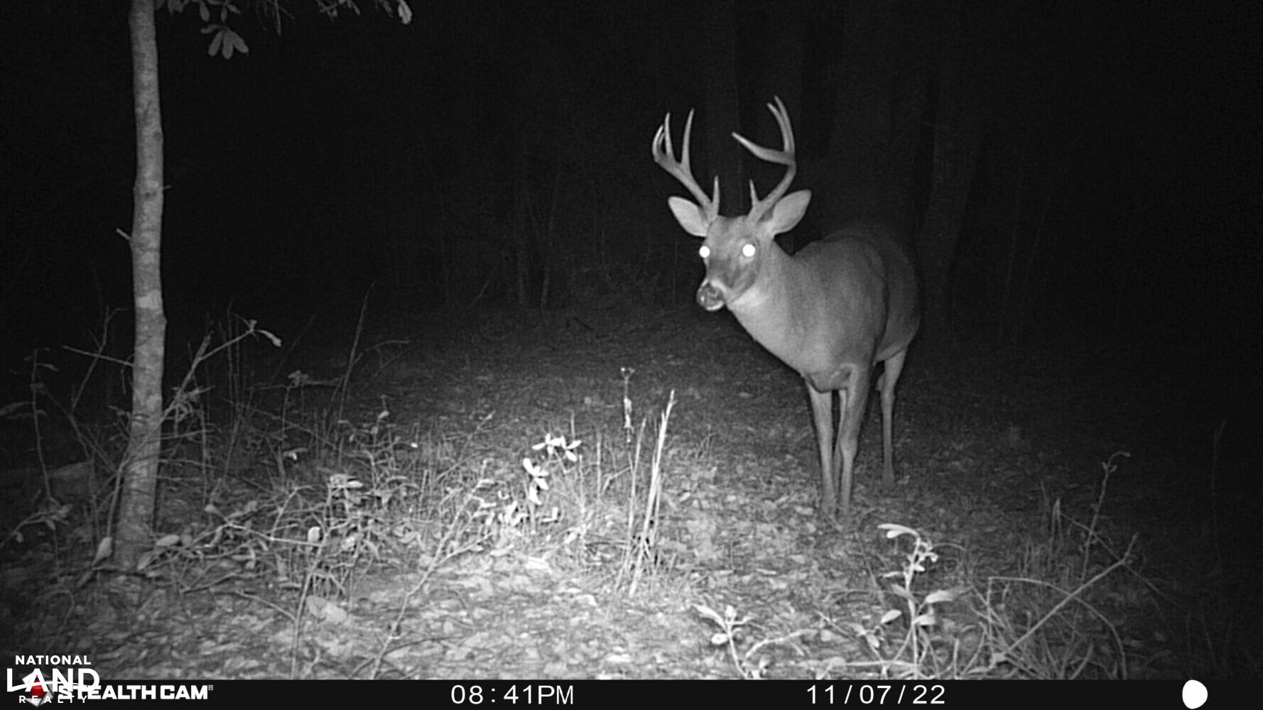 Dothan, Houston County, AL Recreational Property, Timberland Property