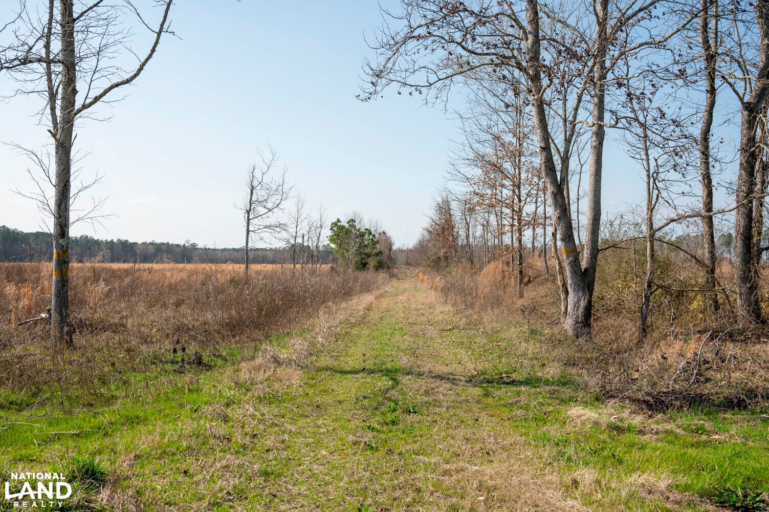 Windsor, Bertie County, NC Recreational Property, Timberland Property