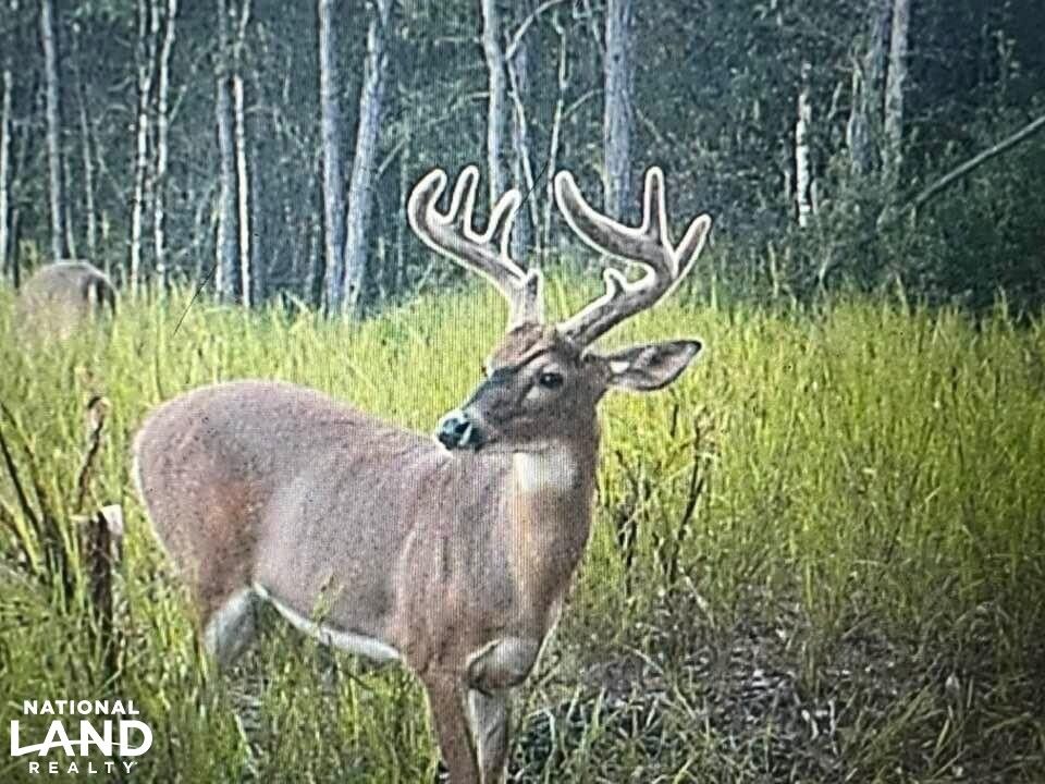 000 Deer Run Road, Leakesville, MS 39451 LandWatch