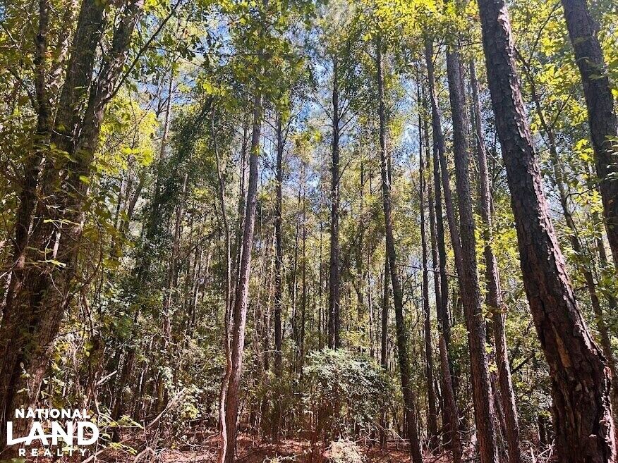 Buena Vista, Marion County, GA Recreational Property, Timberland