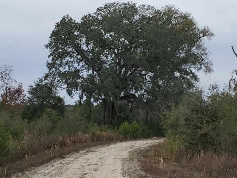 321 acres in Pelham, GA, 31779 LandWatch