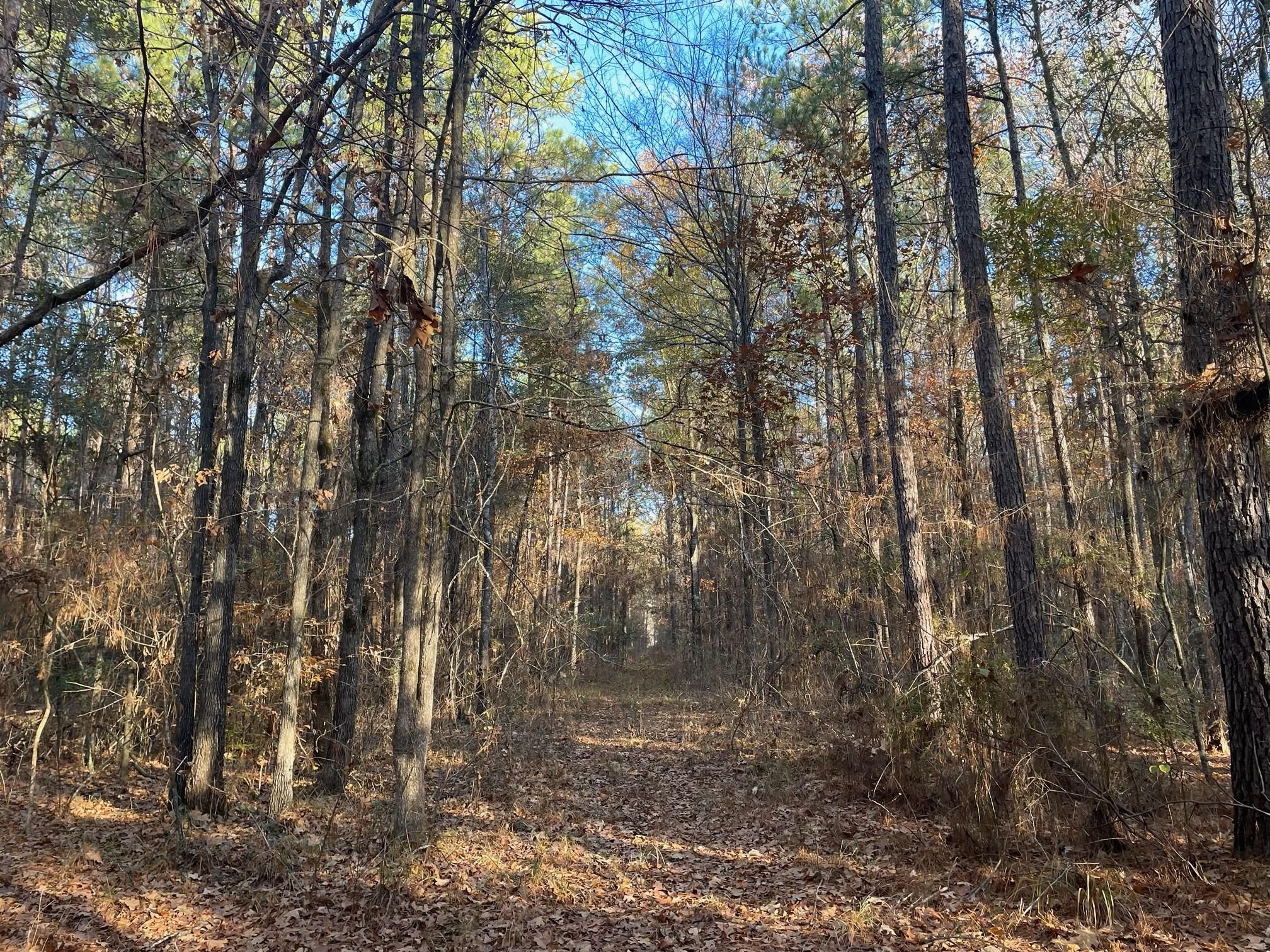 White Sulphur Springs, La Salle Parish, LA Timberland Property, Hunting