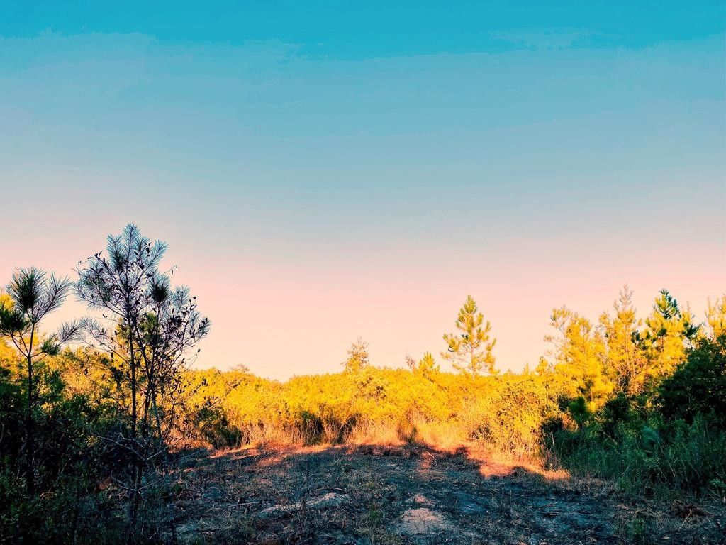 Poplarville, Pearl River County, MS Undeveloped Land, Homesites for