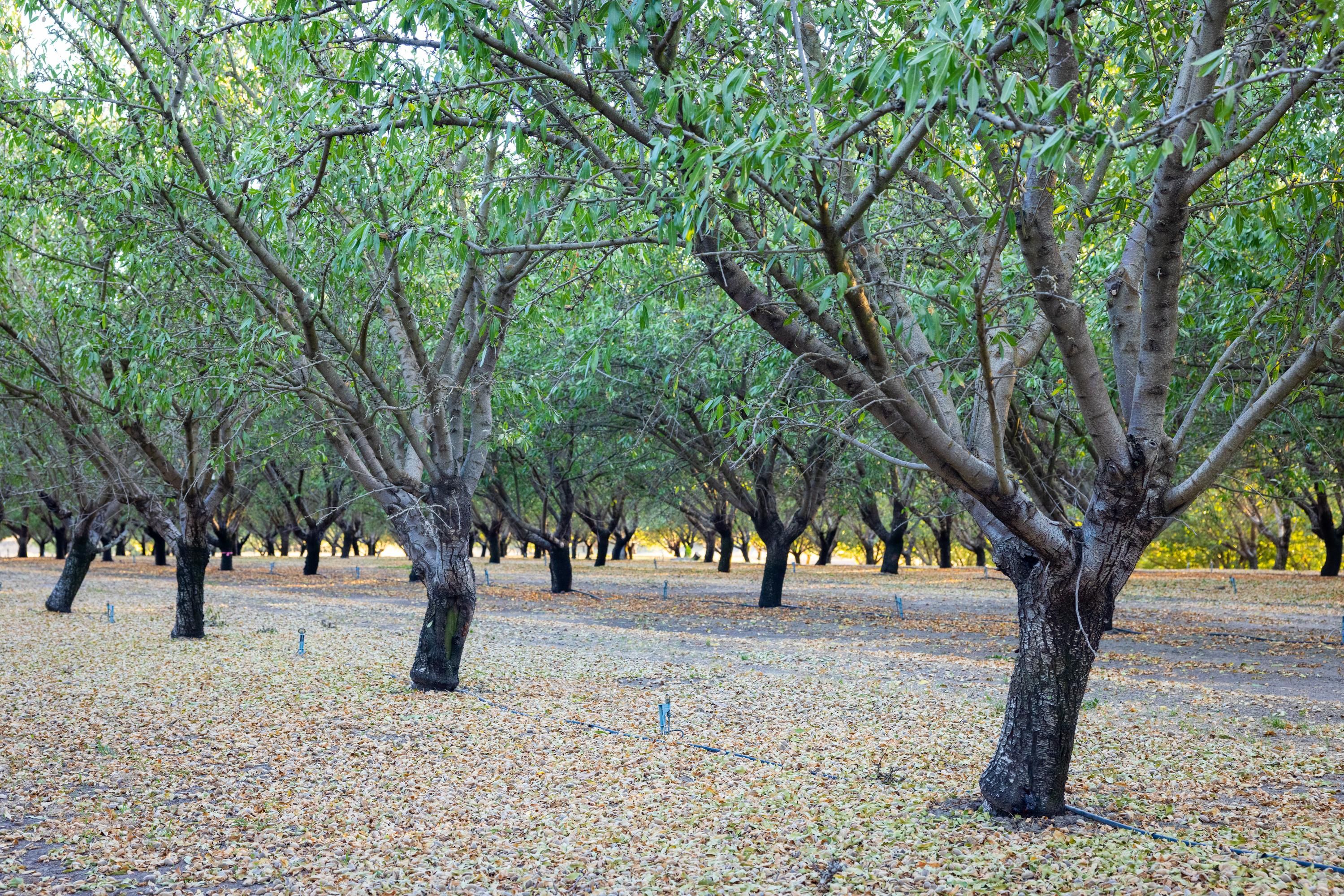 21520 South Van Allen Road, Escalon, CA 95320 MLS 224004917 LandWatch