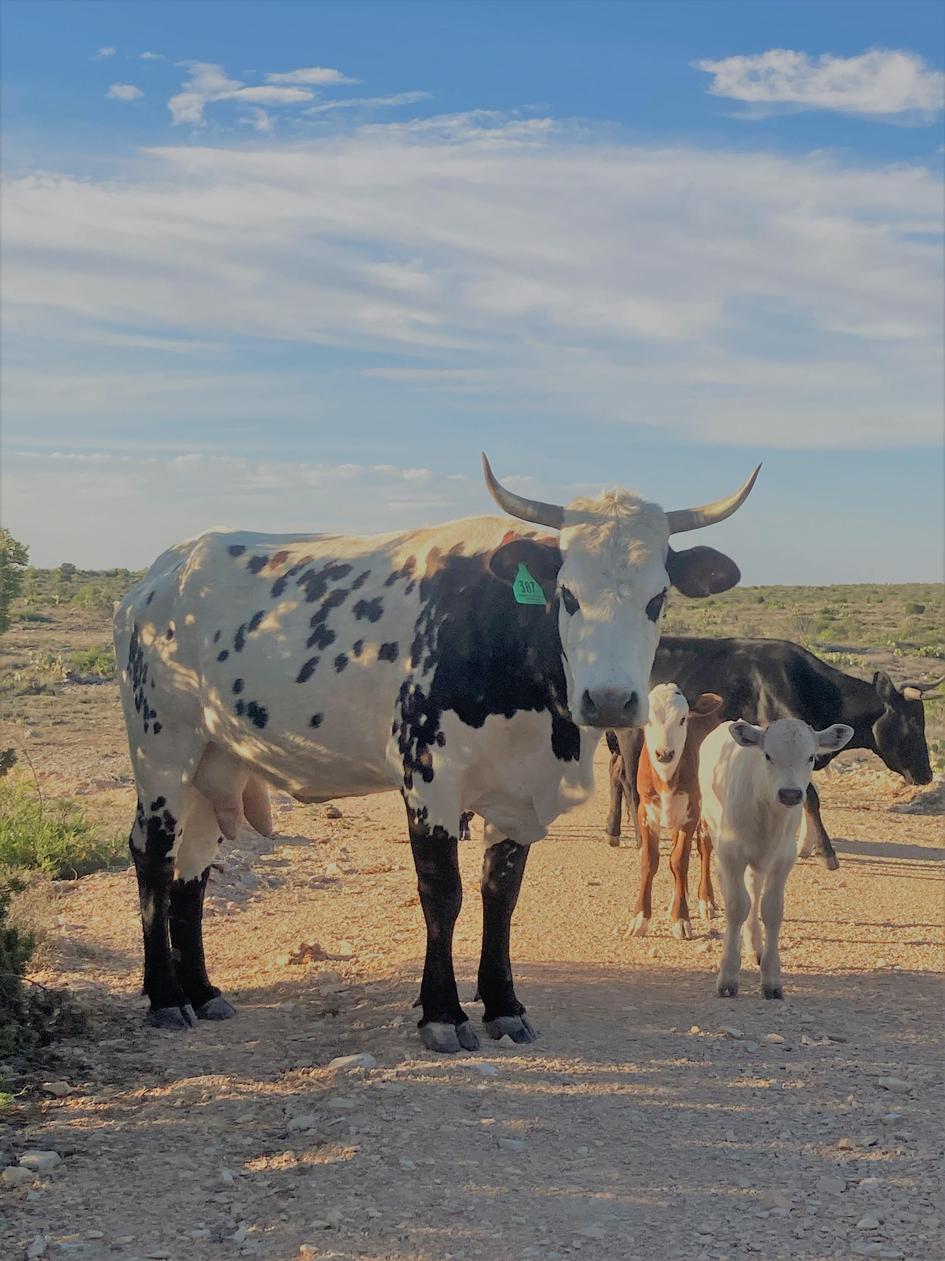 126 acres in Langtry, TX, 78871 LandWatch