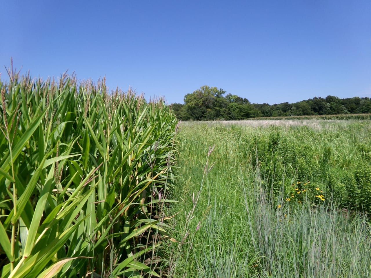 Shelbyville, Shelby County, IL Farms and Ranches, Undeveloped Land