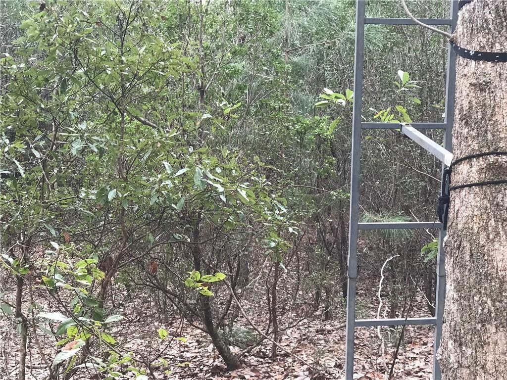 Citronelle, Mobile County, AL Undeveloped Land for sale Property ID 418717818 LandWatch