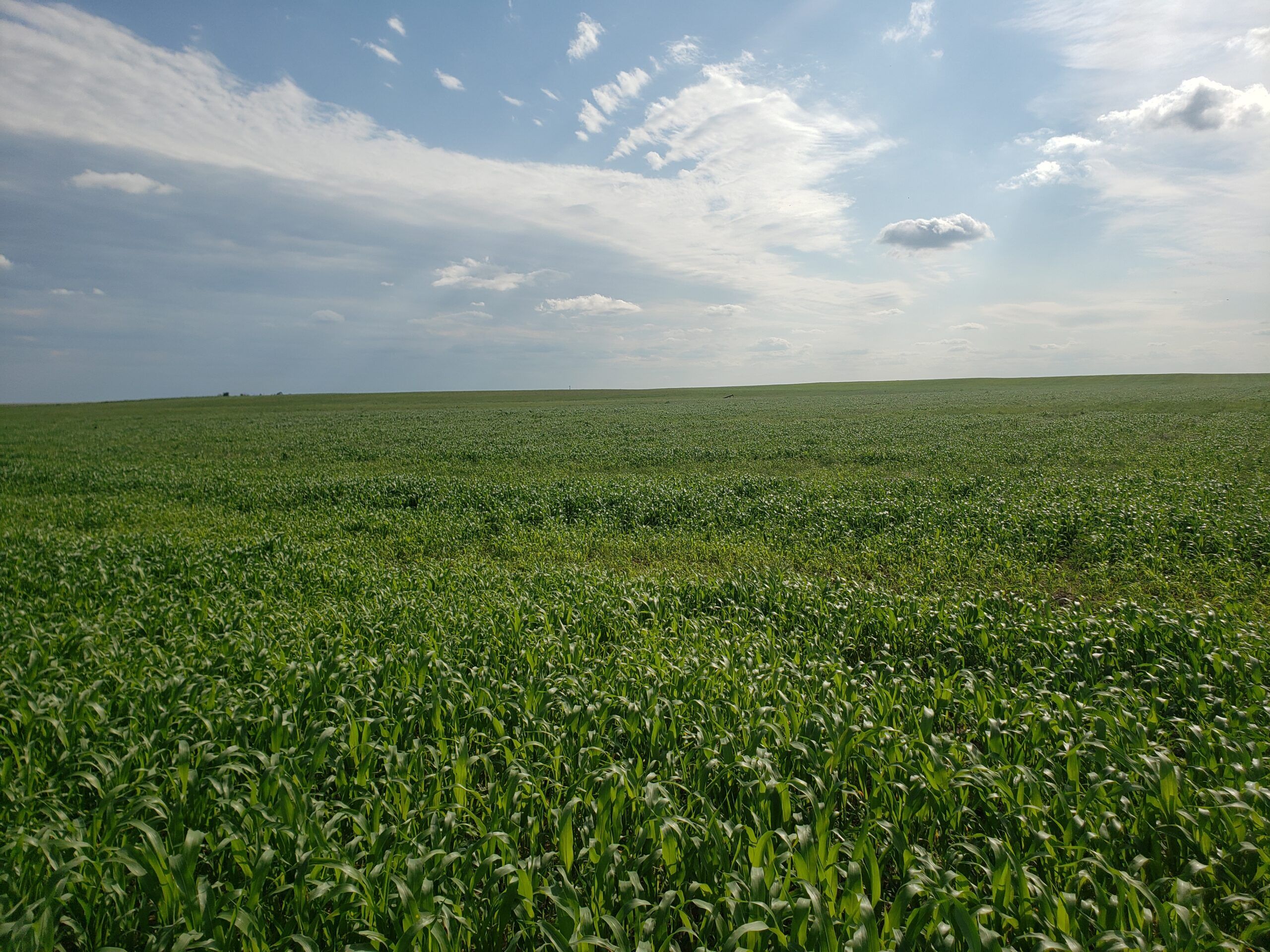 Wray, Yuma County, CO Farms and Ranches, Hunting Property for sale