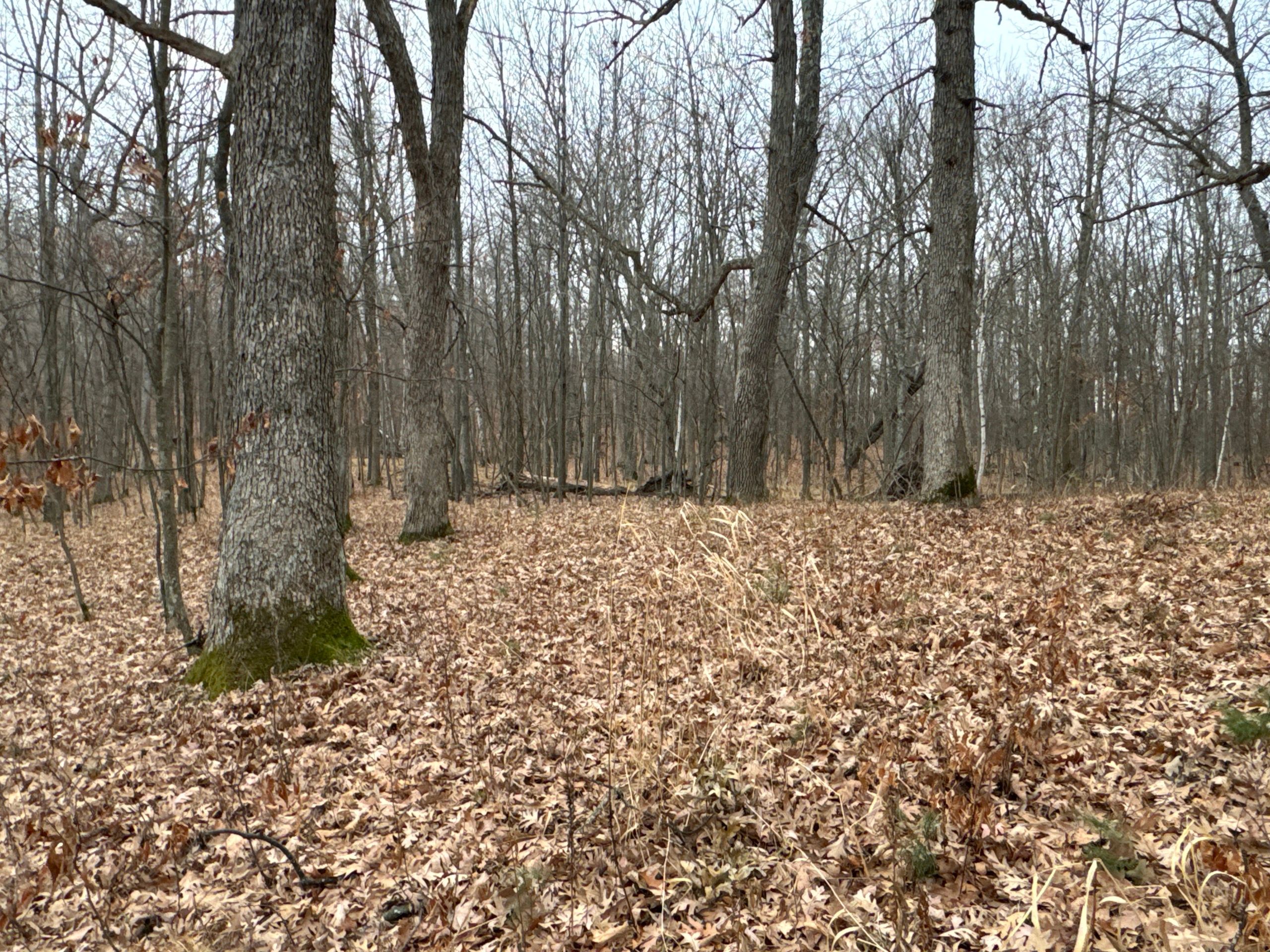 Frederic, Polk County, WI Hunting Property for sale Property ID