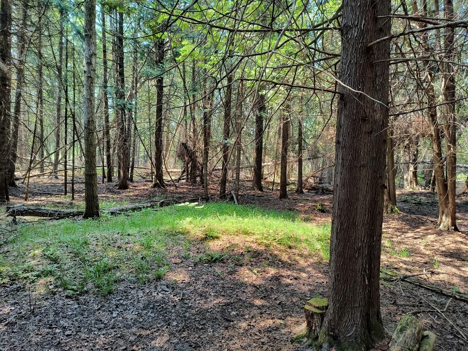 Lincoln, Alcona County, MI Undeveloped Land for sale Property ID