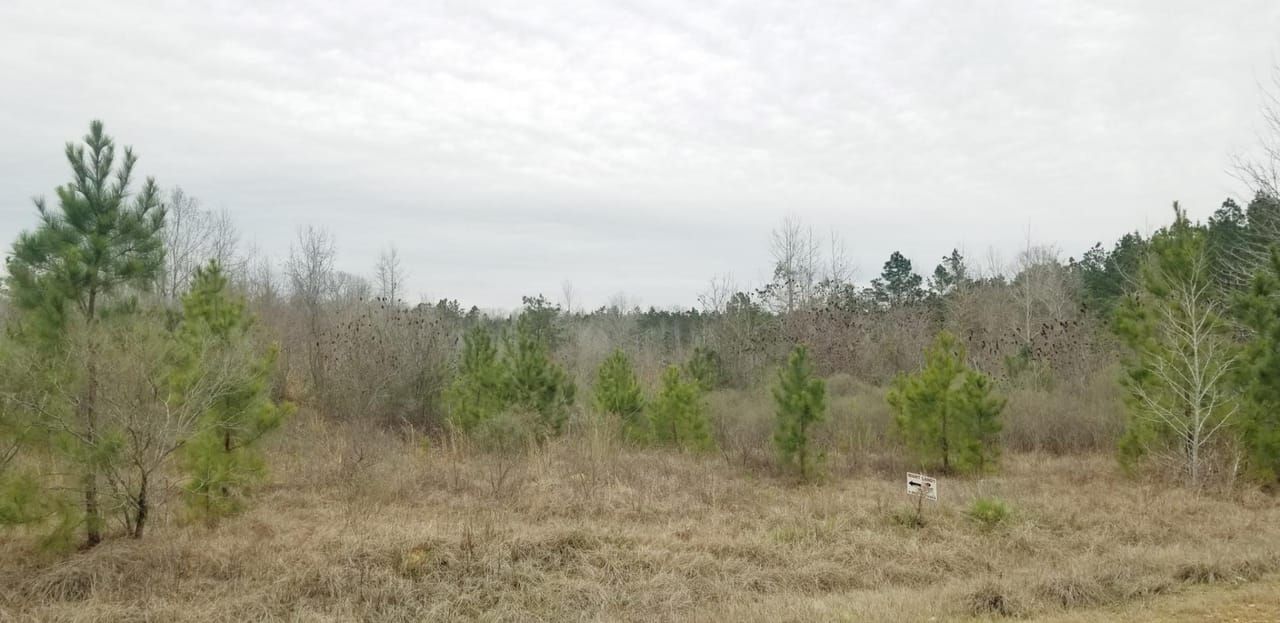 Olla, La Salle Parish, LA Recreational Property, Timberland Property