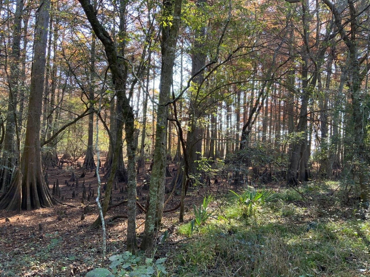 Marksville, Avoyelles Parish, LA Recreational Property, Timberland