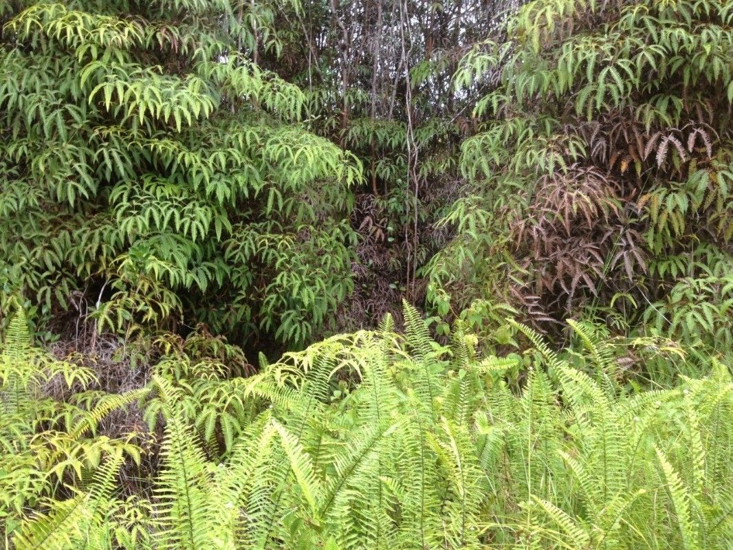 Volcano, Hawaii County, HI Undeveloped Land for sale Property ID 408824296 LandWatch