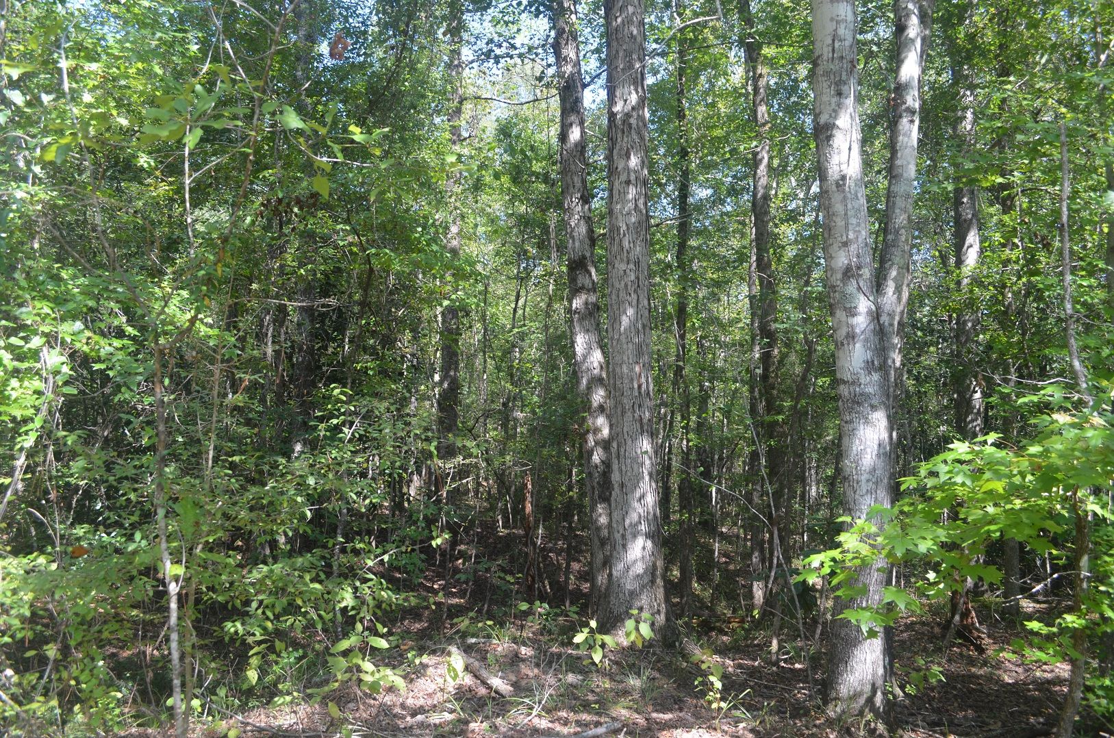 Pine Apple, Wilcox County, AL Timberland Property, Hunting Property for