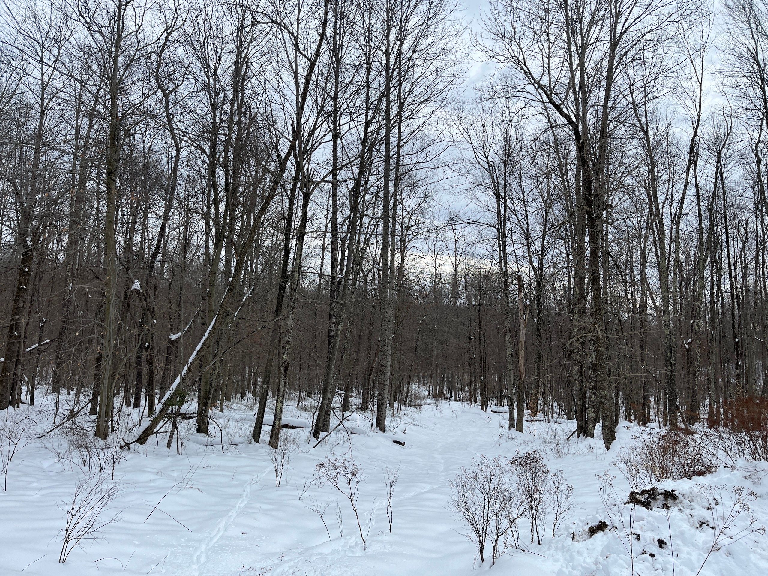 Coalton Ave, Lot WP001, Coalton, WV 26257 LandWatch