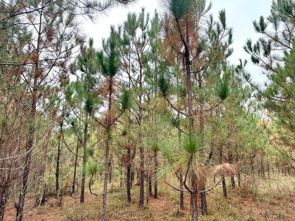 Clanton, Chilton County, AL Undeveloped Land, Hunting Property for sale