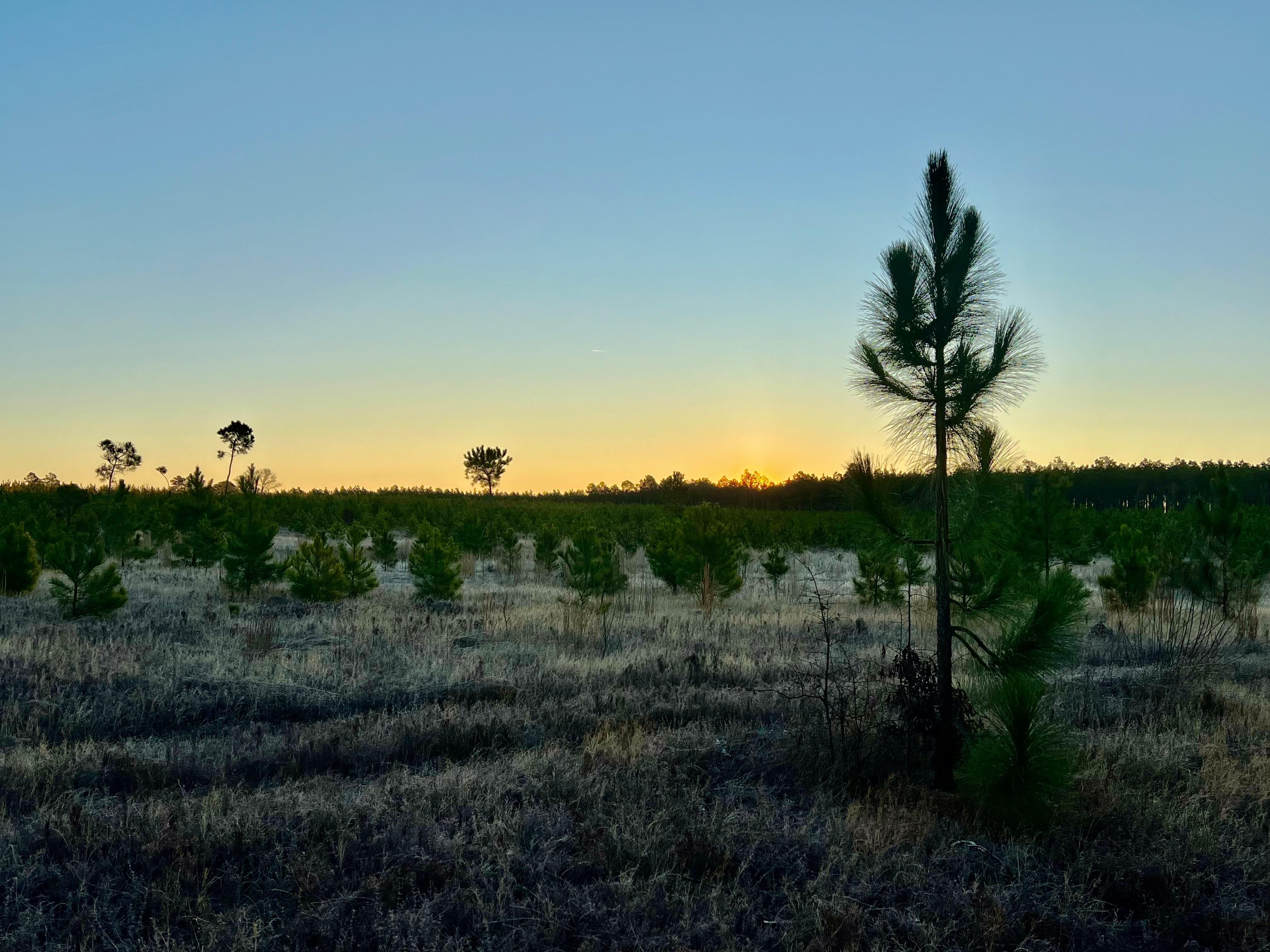 2190 Mt Hebron Rd, Cassatt, SC 29032 LandWatch