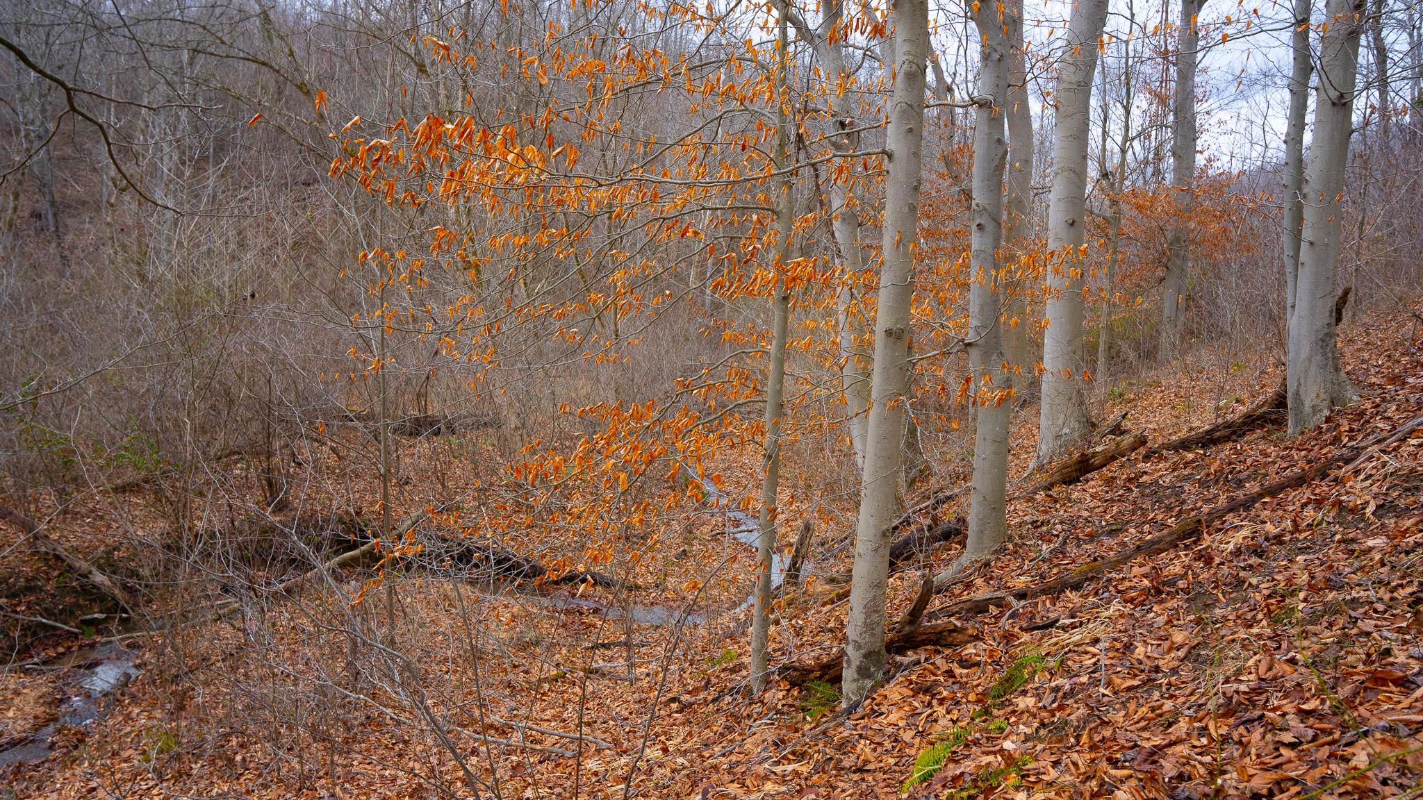 Township Road 138, Ironton, OH 45638 MLS Lawrence County Ohio Land