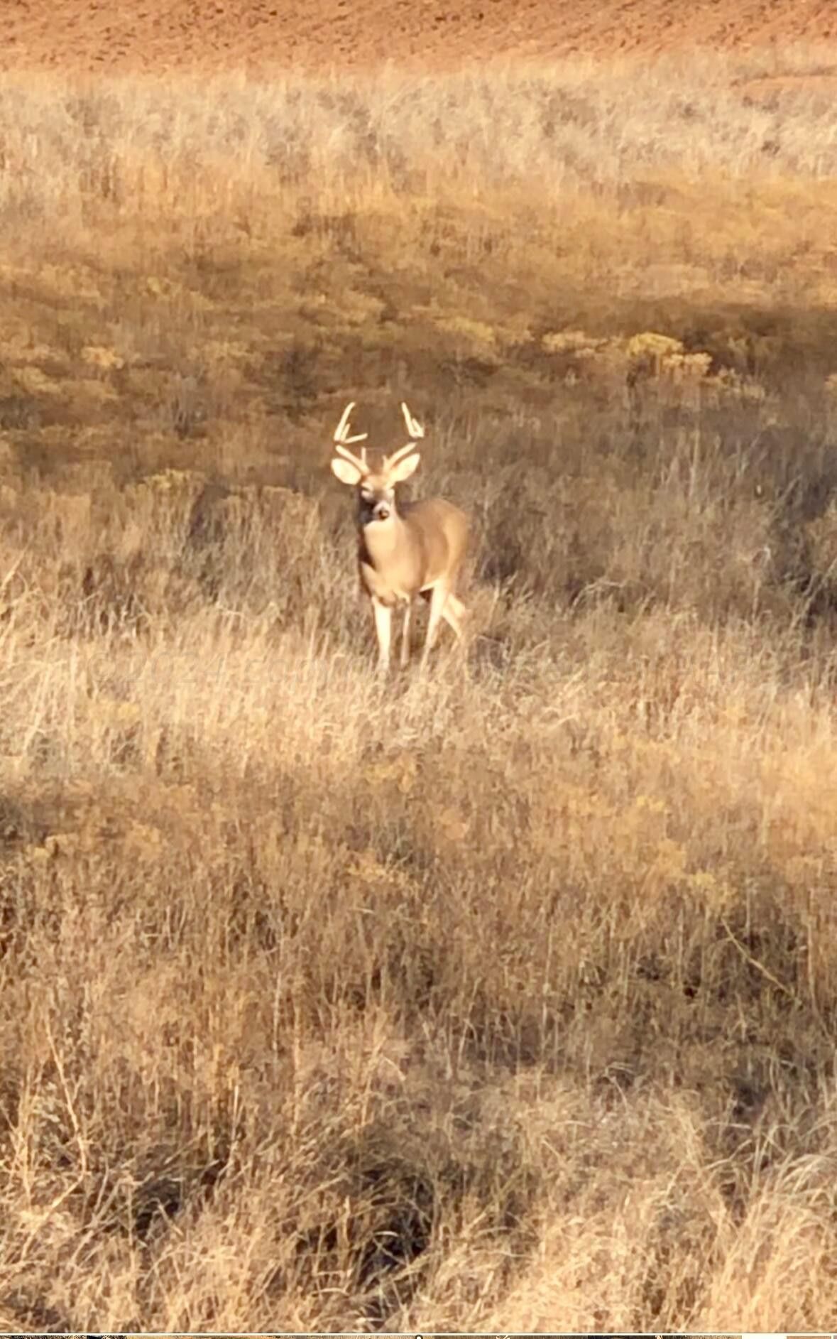 Shamrock, Wheeler County, TX Farms and Ranches for sale Property ID