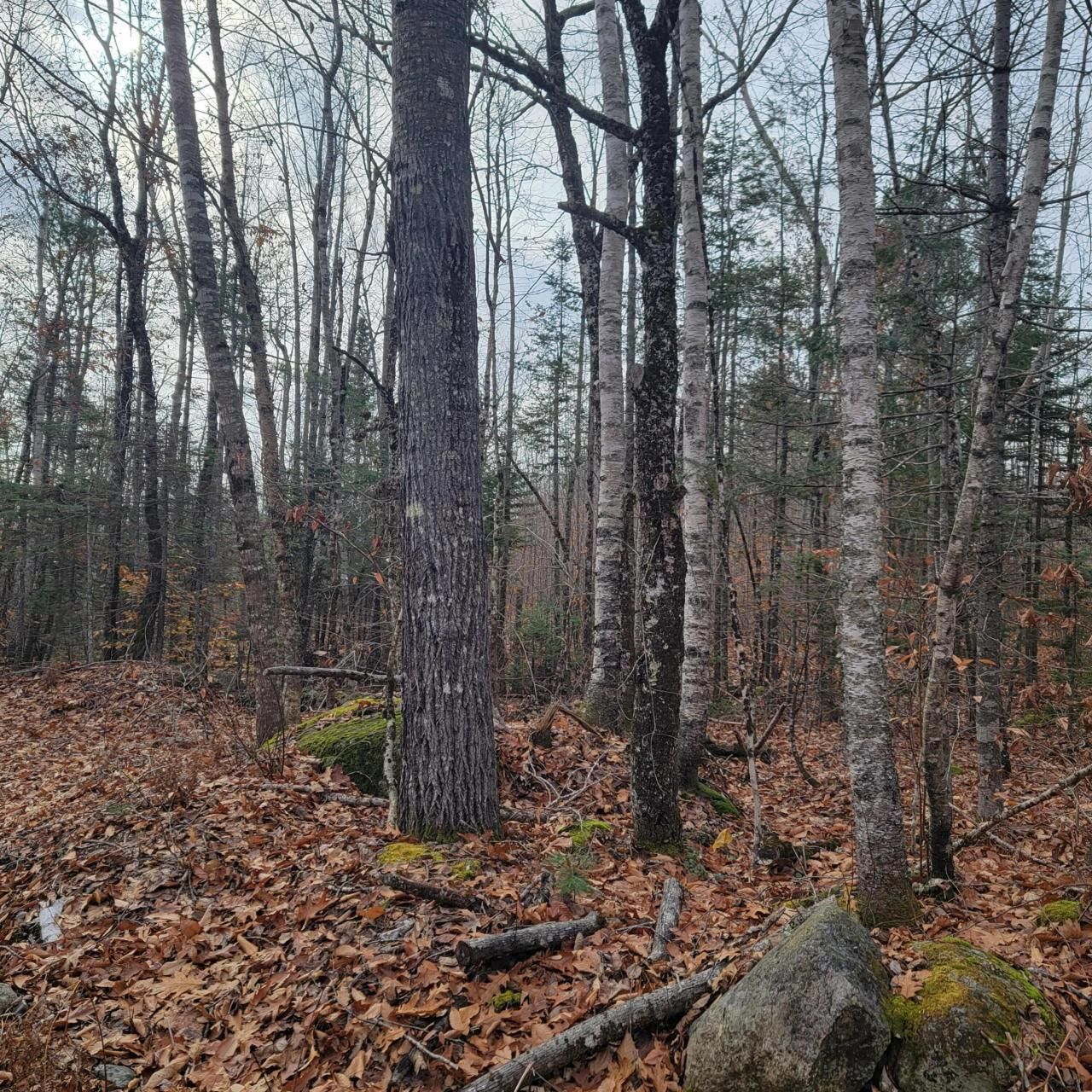 Deblois, Washington County, ME Undeveloped Land for sale Property ID