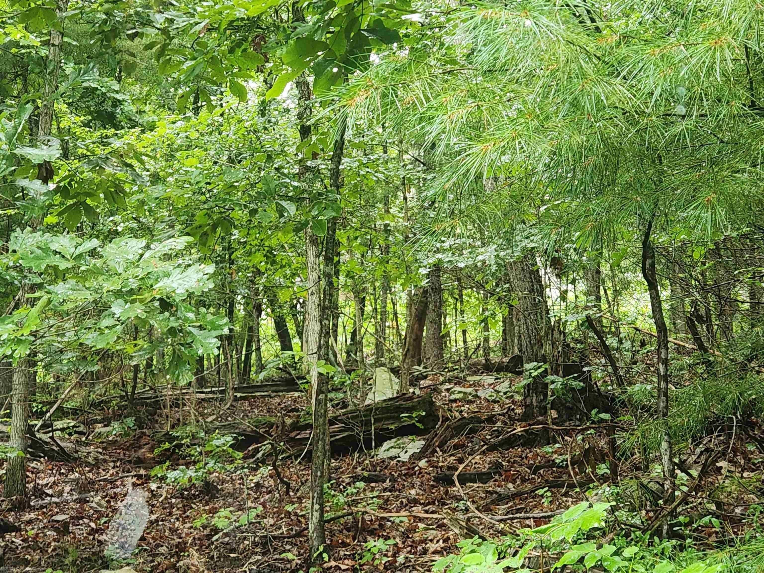 Bland, Bland County, VA Undeveloped Land for sale Property ID