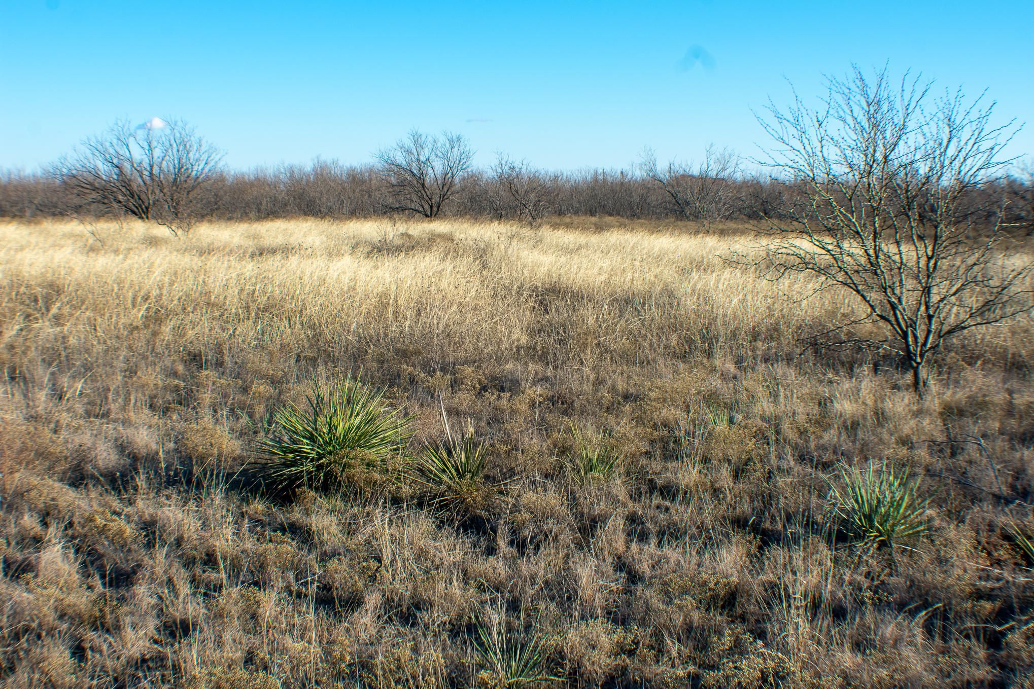 County Road 245, Avoca, TX 79503 LandWatch