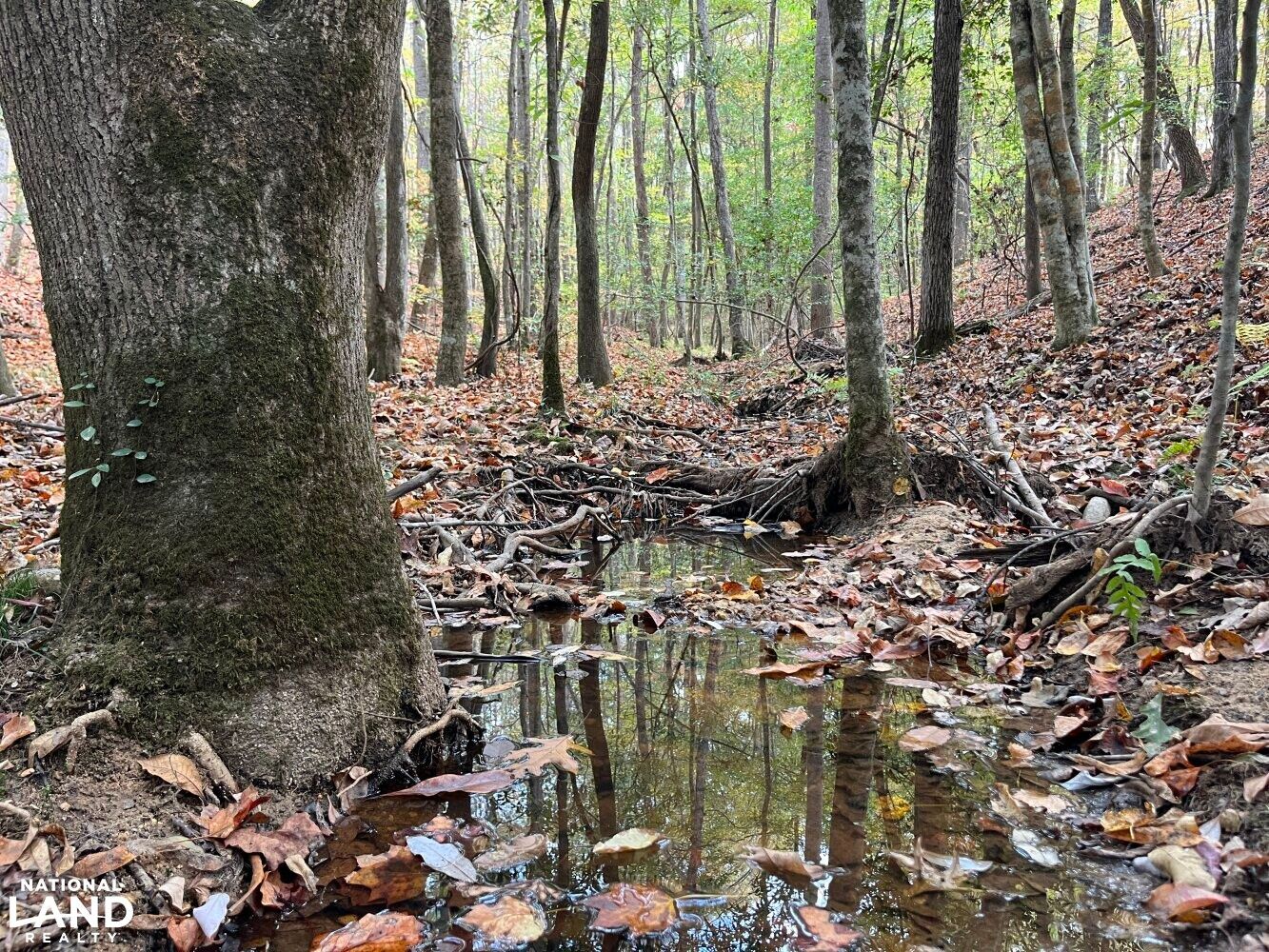 Beaverton, Lamar County, AL Timberland Property, Hunting Property for