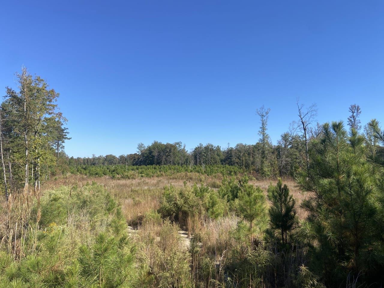 85 acres in Lewisville, AR, 71845 LandWatch