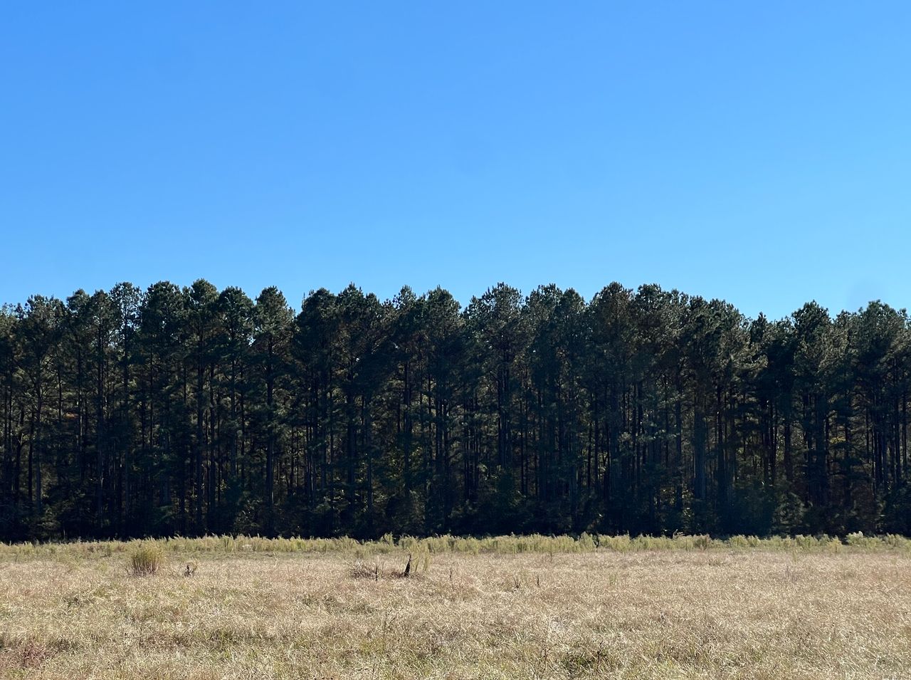 78 acres in Donaldson, AR, 71941 LandWatch
