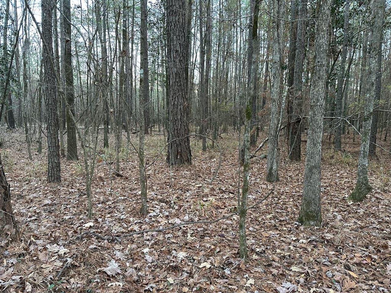 Montrose, Jasper County, MS Recreational Property, Undeveloped Land