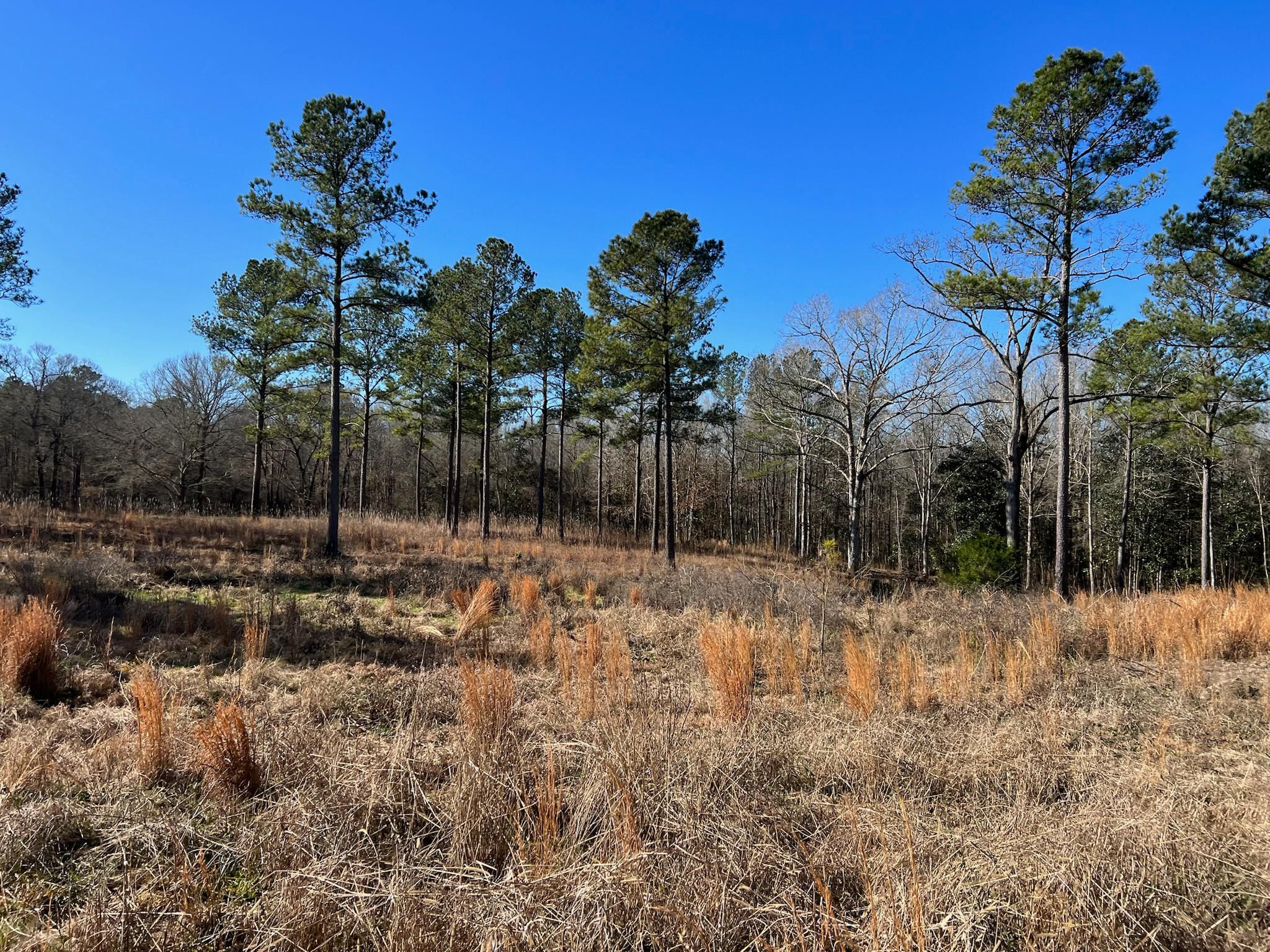 Dawson, Terrell County, GA Recreational Property, Timberland Property