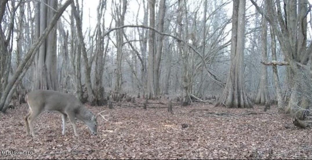 Greenwood, Leflore County, MS Undeveloped Land, Lakefront Property