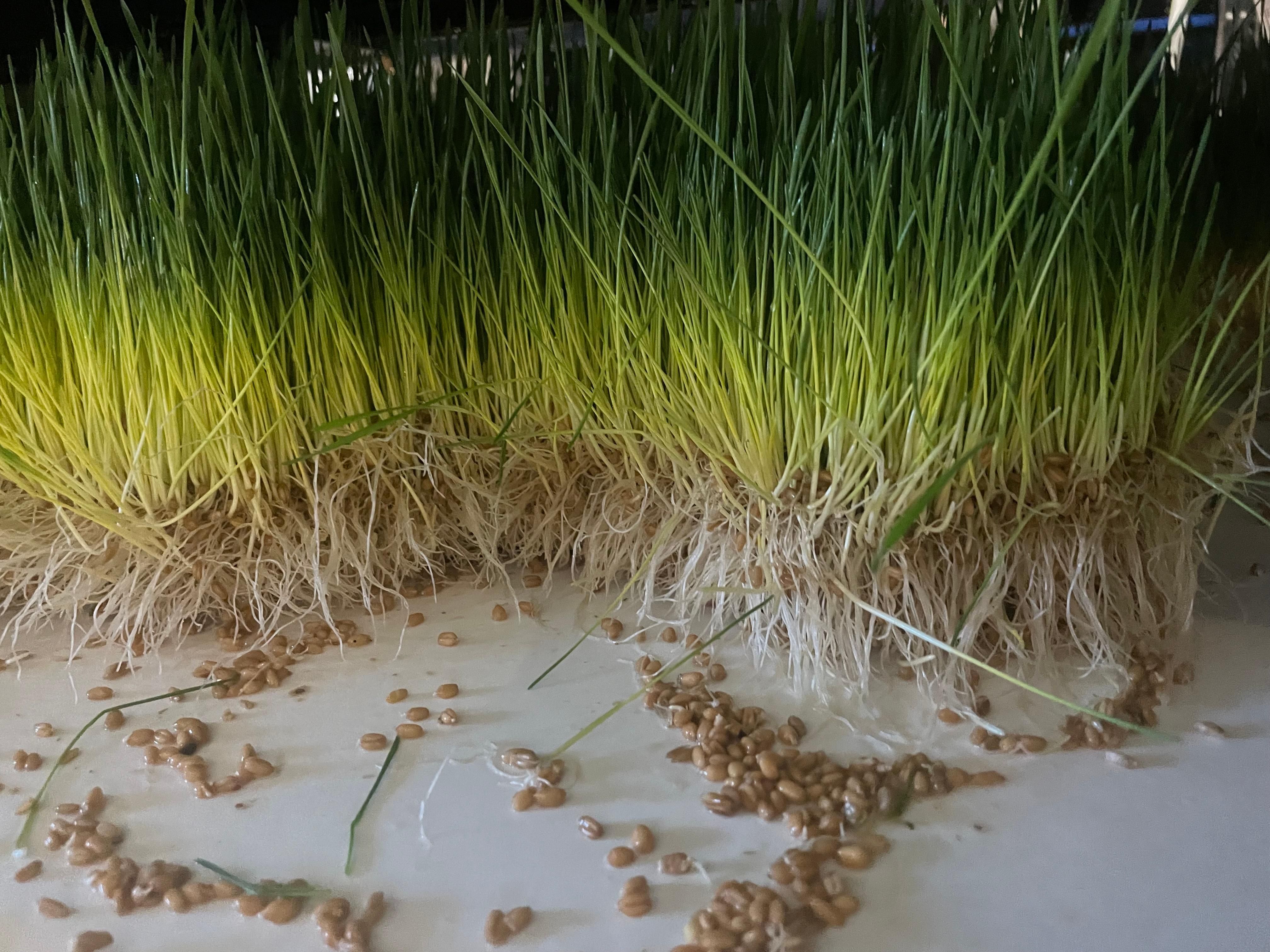 Levan, Juab County, UT Farms and Ranches, House for sale Property ID