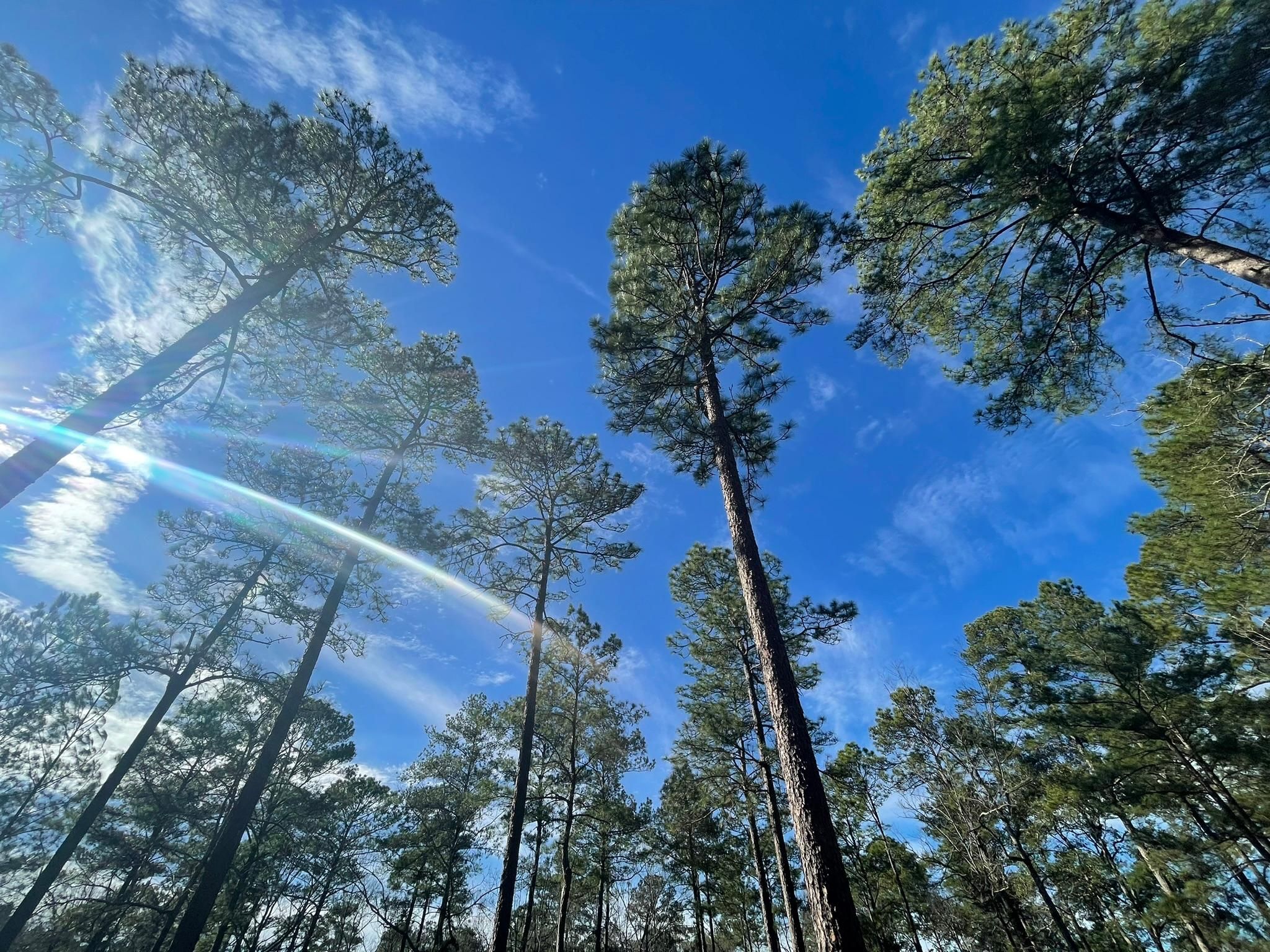 2815 Fredonia Road, Thomasville, GA 31757 MLS 922880 LandWatch