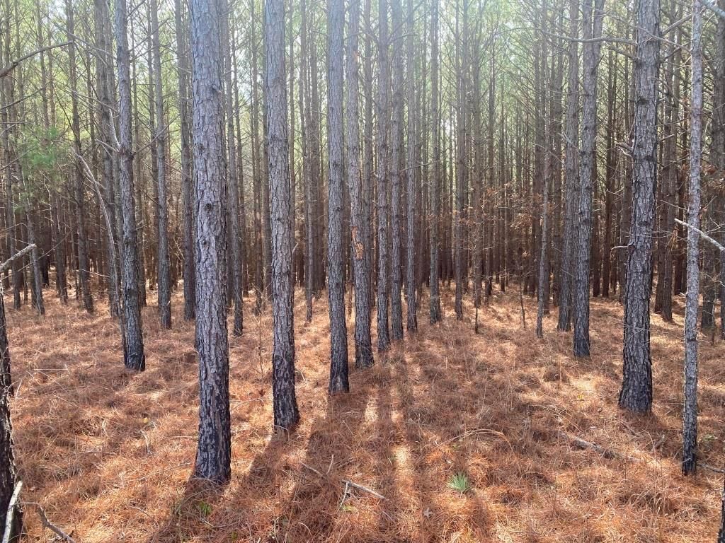 47 acres in Falkner, MS, 28139 MLS Tract 7674 B Tippah LandWatch