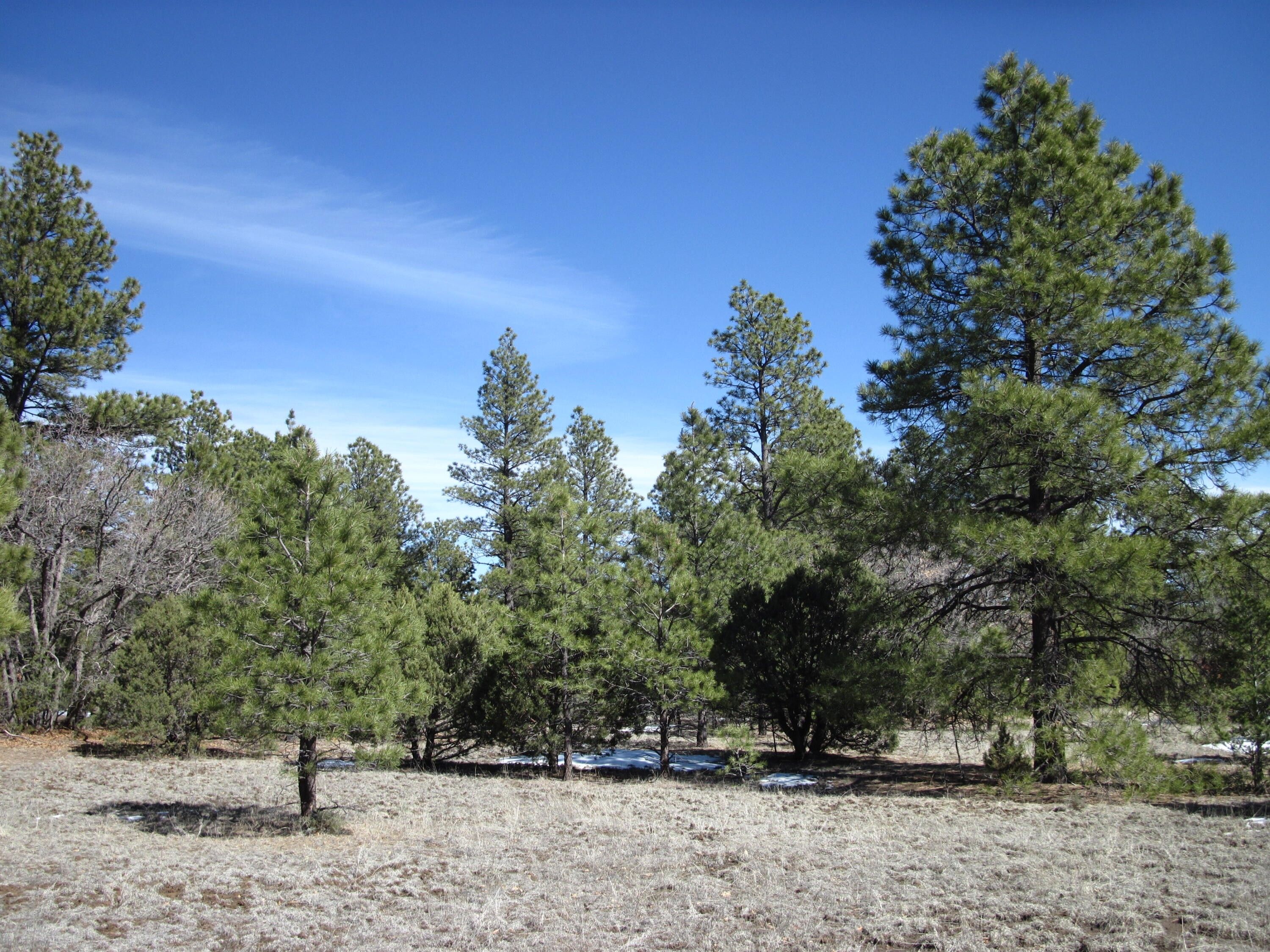 Mountainair, Torrance County, NM Undeveloped Land for sale Property ID 418959403 LandWatch