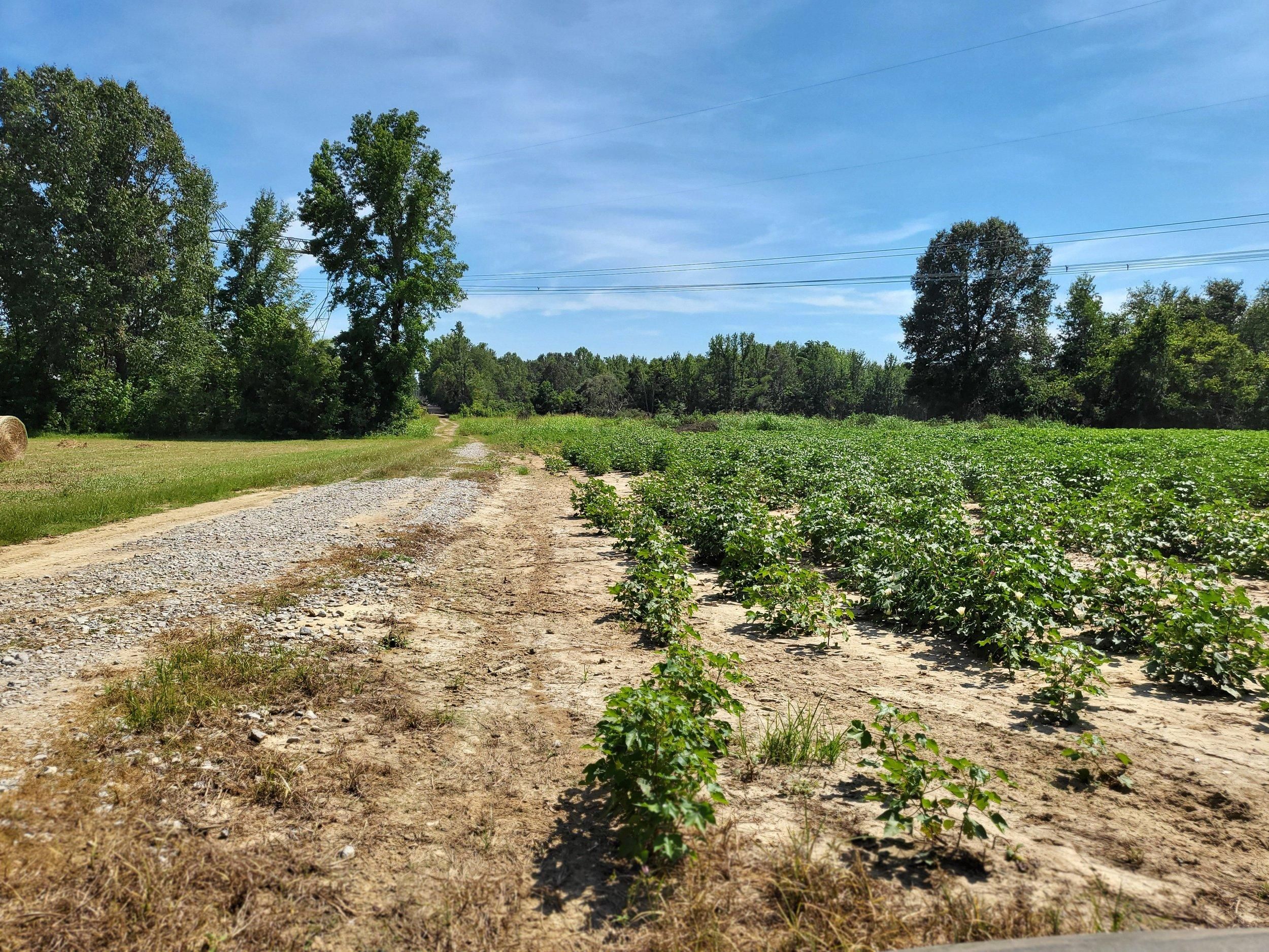 Rossville, Fayette County, TN Farms and Ranches, Undeveloped Land