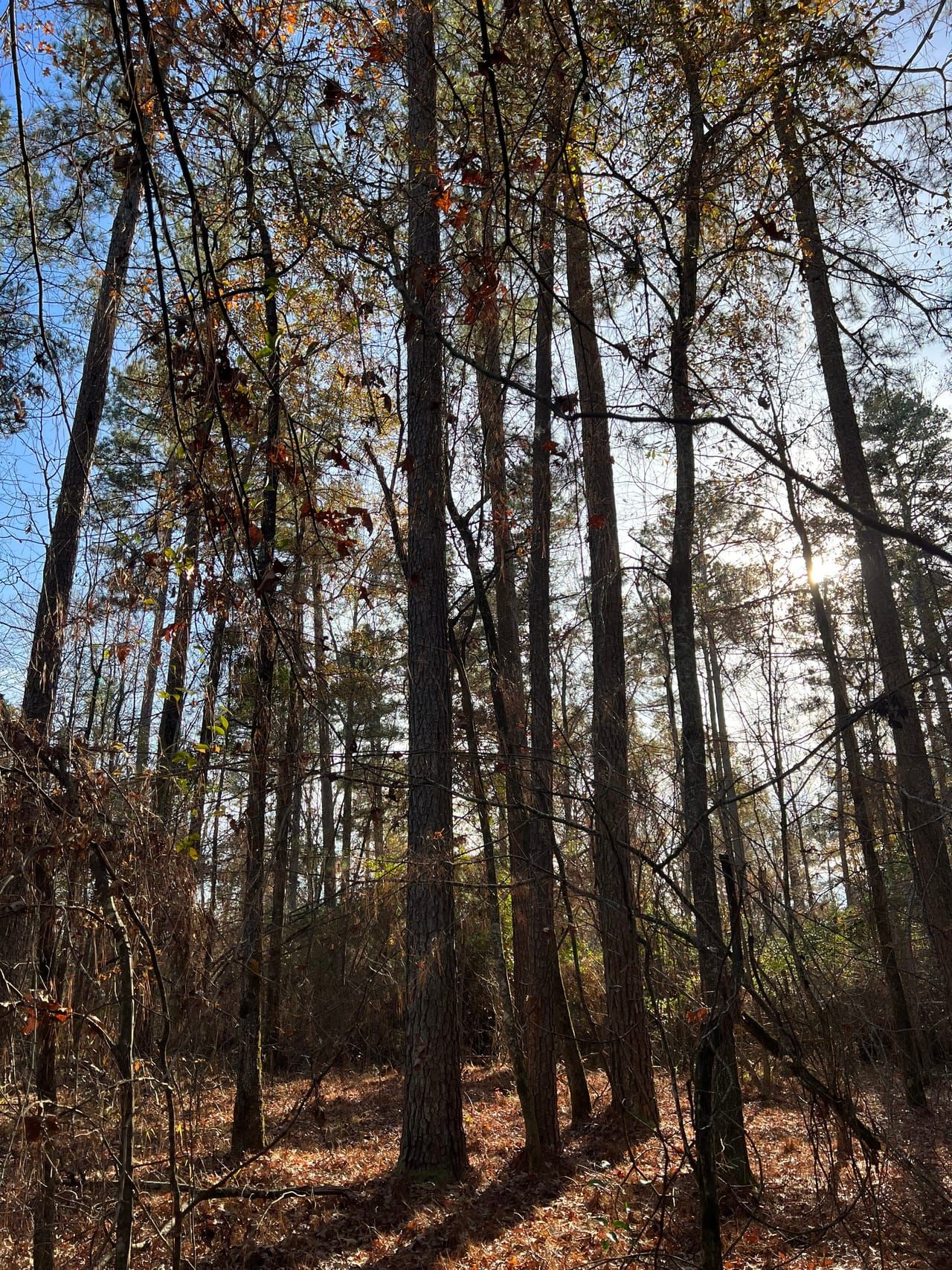 80 acres in Rison, AR, 71665 LandWatch