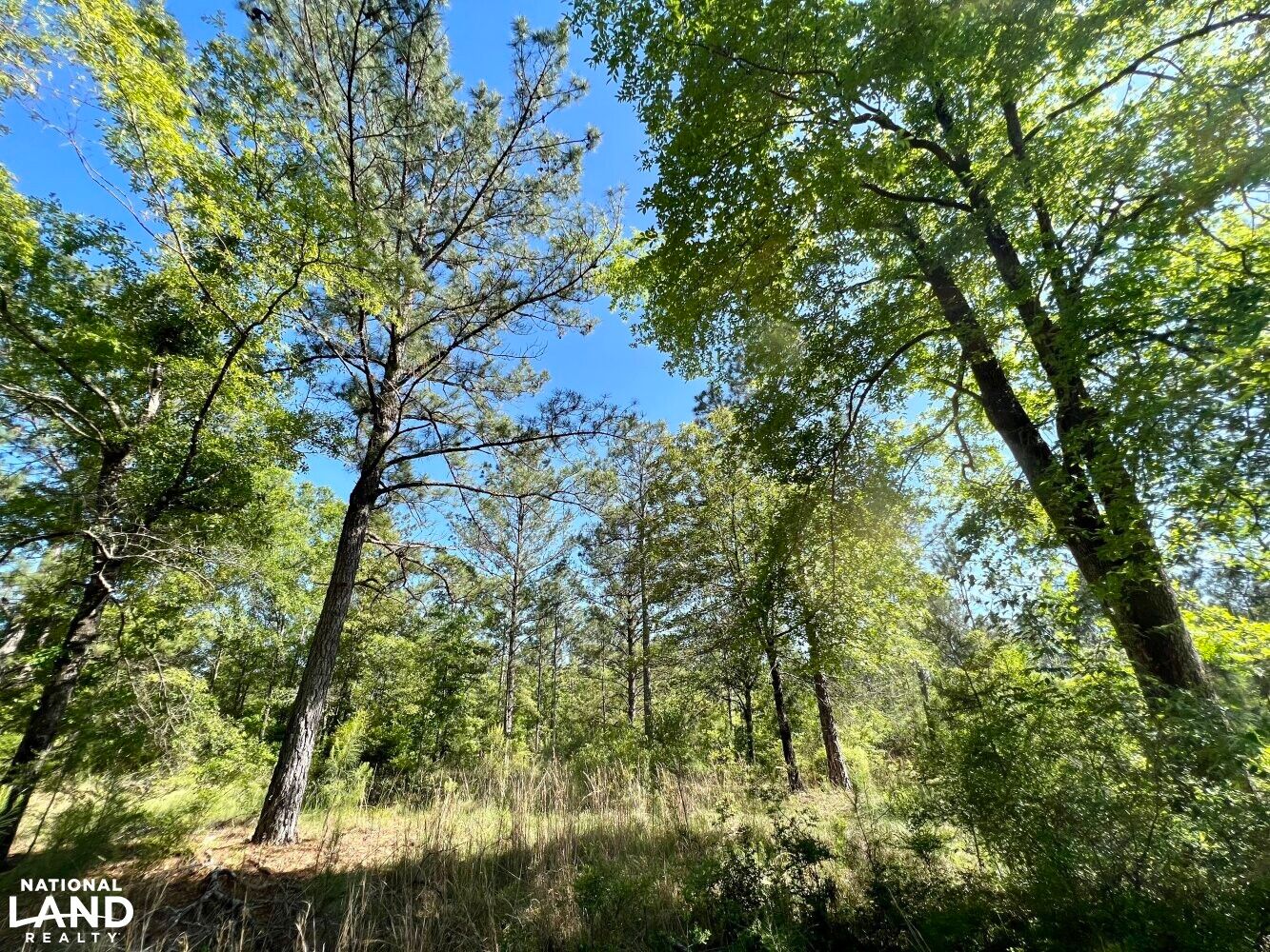 0 Byrd Ln., McIntosh, AL 36553 LandWatch