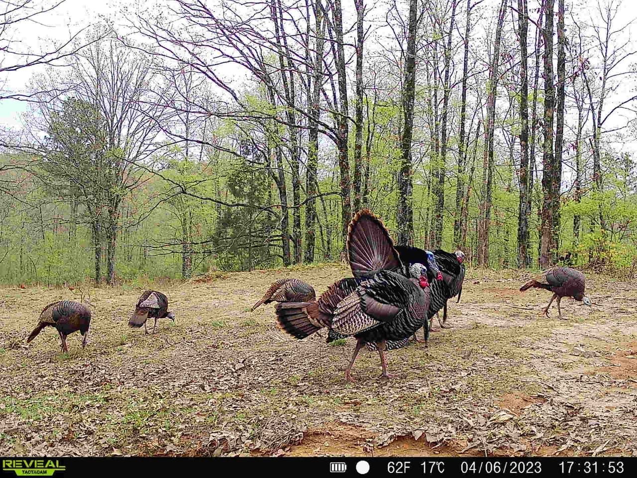 Cherry Valley, Cross County, AR Hunting Property for sale Property ID