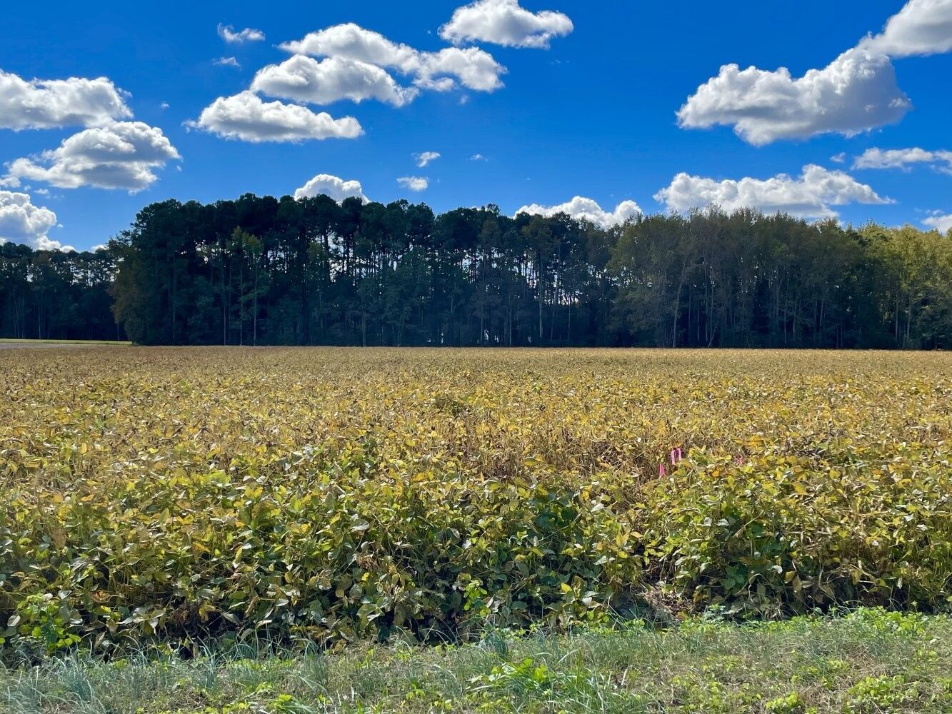 Kenly, Johnston County, NC Undeveloped Land, Homesites for sale